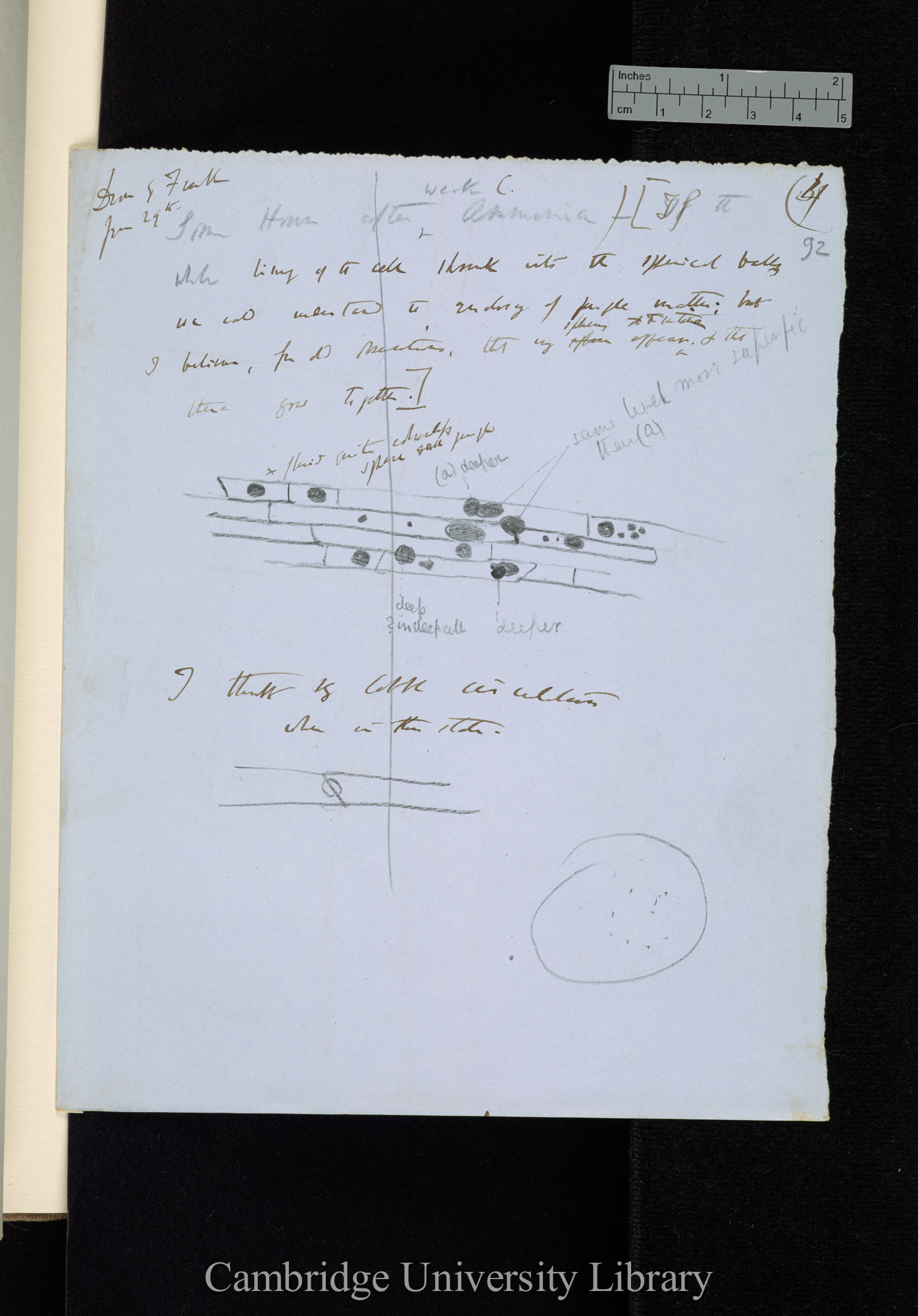 Done by Frank / Some Hours after weak C[arbonate of] Ammonia [with diagram]