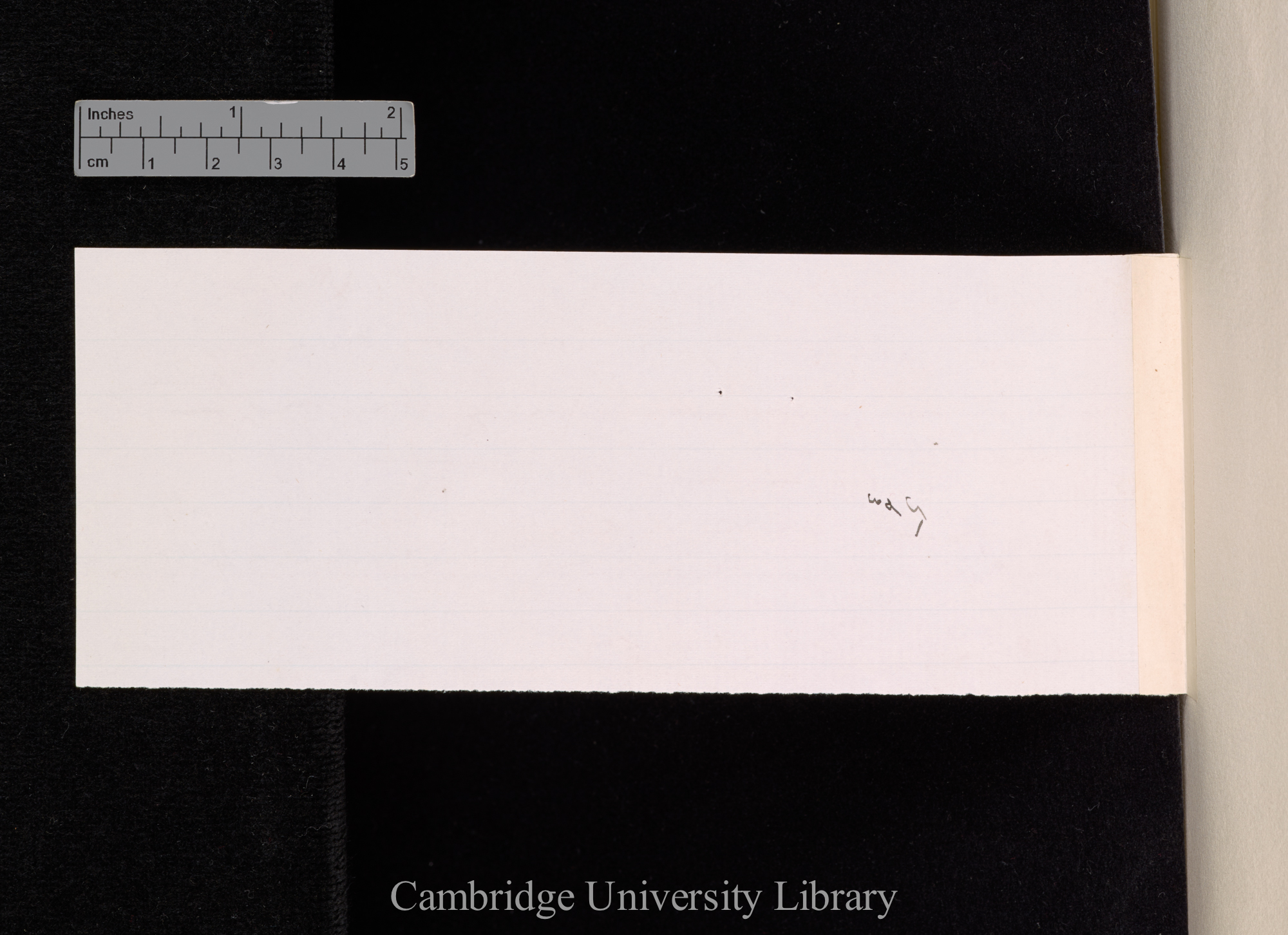 p 73 folio - add to experiments on acid 6 leaves with albumen - glands not acid became so strongly after albumen given