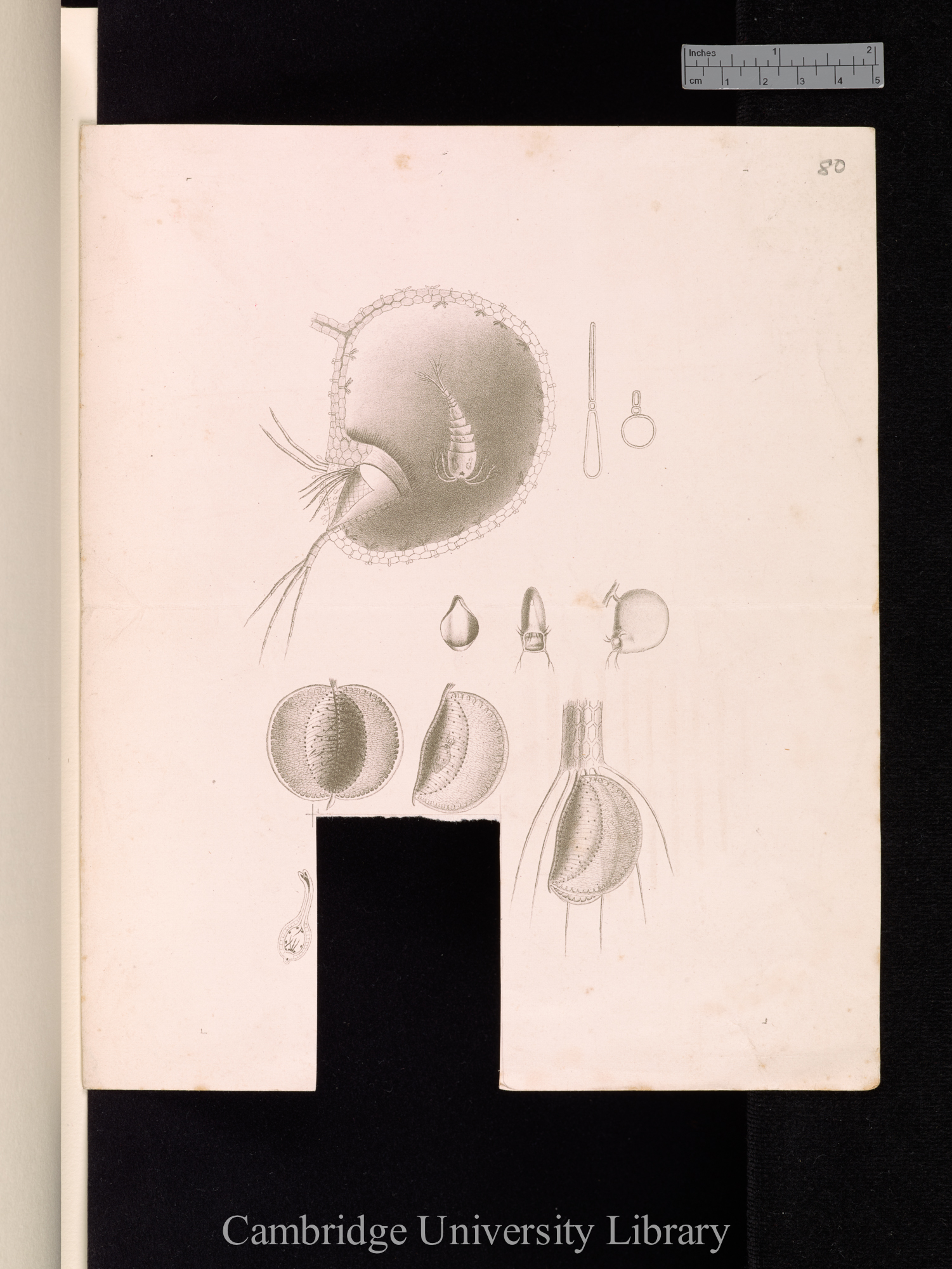 Plate (untitled) &#39;[source unknown]&#39;