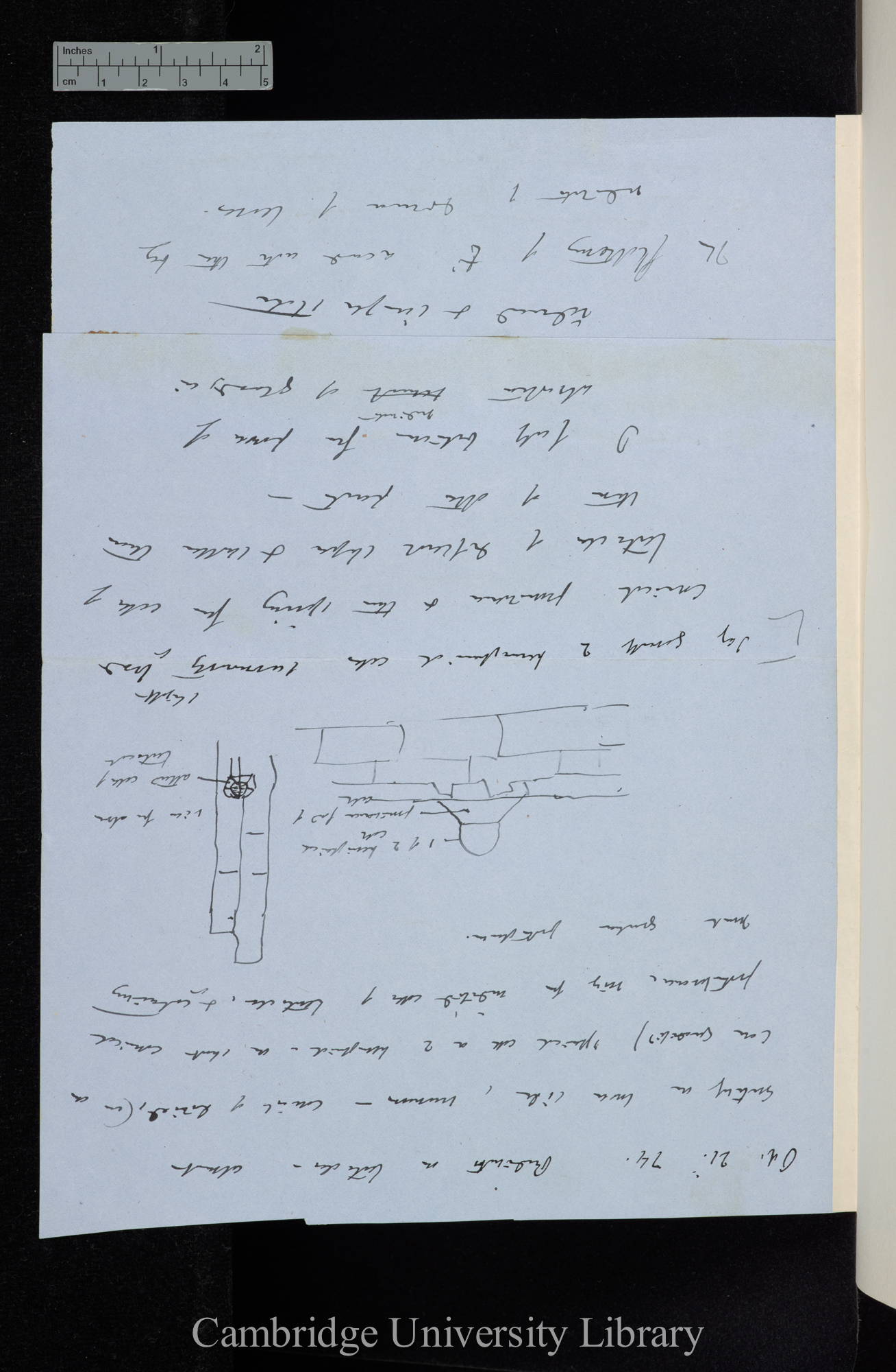 Rudiments on tentacles - almost entirely on lower side, numerous - consist of divi[d]ed[?] (in one case quadrifid) spherical cell