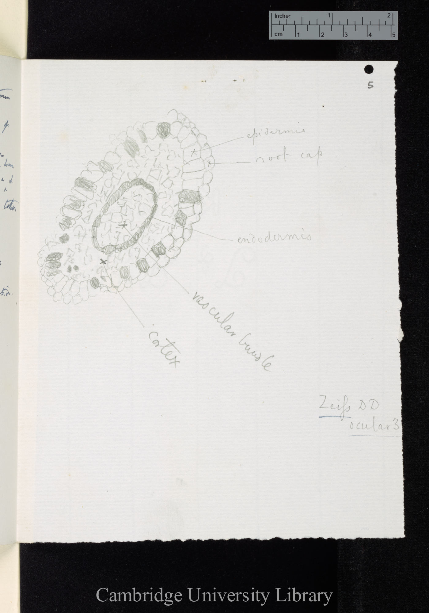 Euphorbia peplus - sketch of the transverse section near tip of root [application of carbonate of ammonia] [with diagram by Darwin F  annotated]