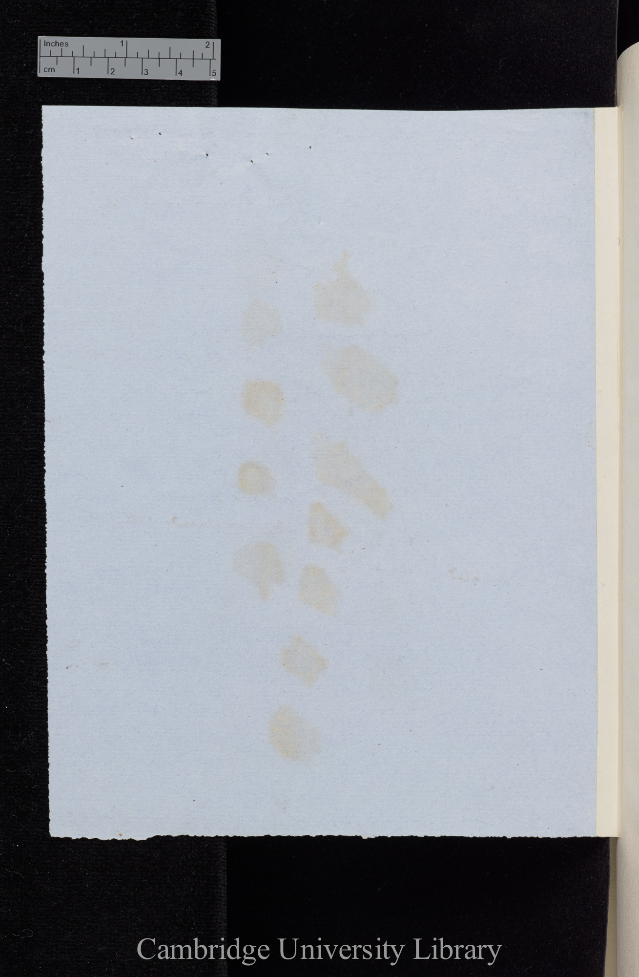 [stain impression from berries colour samples of DAR 66: 146]