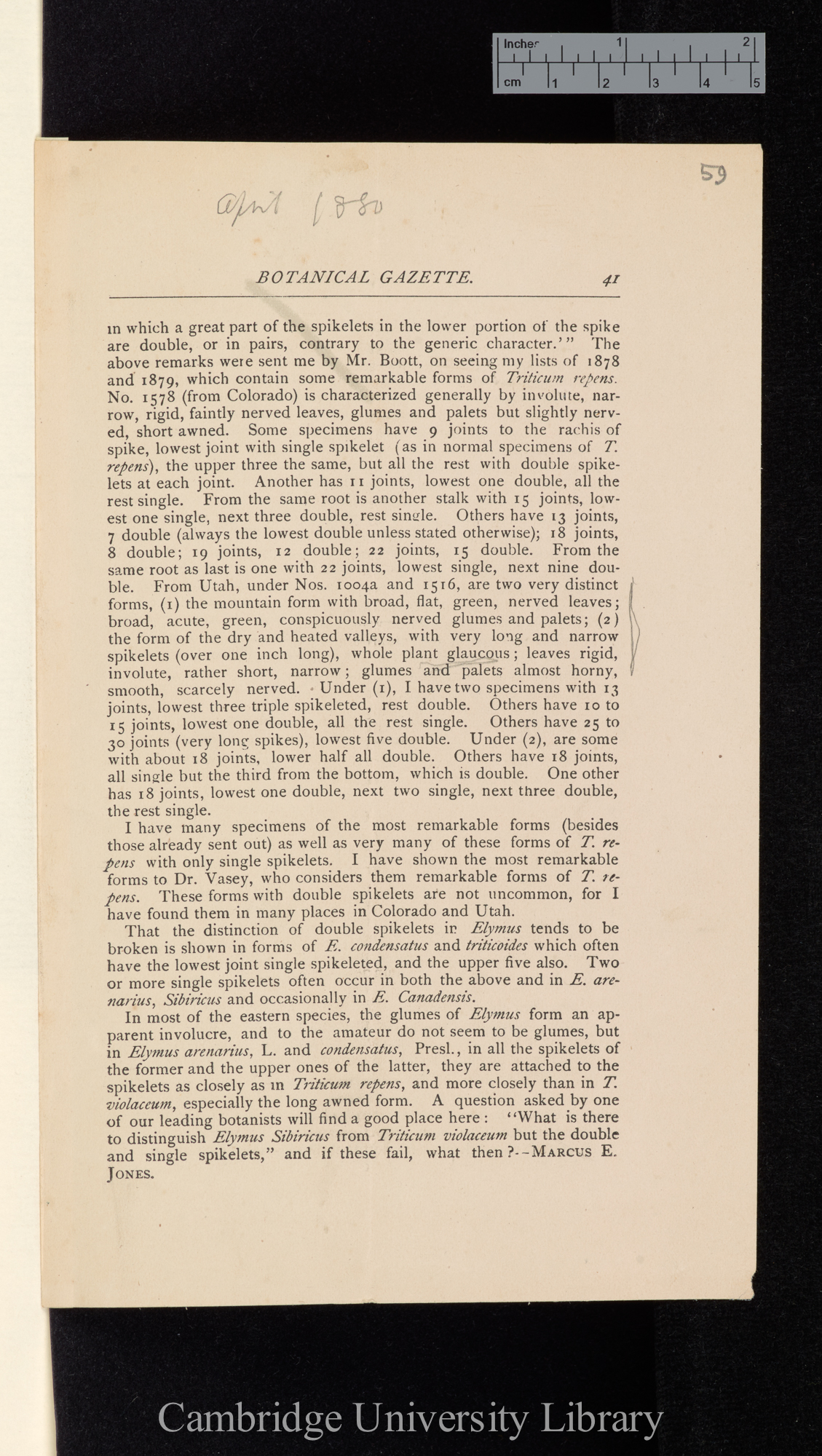 Characteristics of Triticum repens &#39;Botanical Gazette&#39; 5: 41