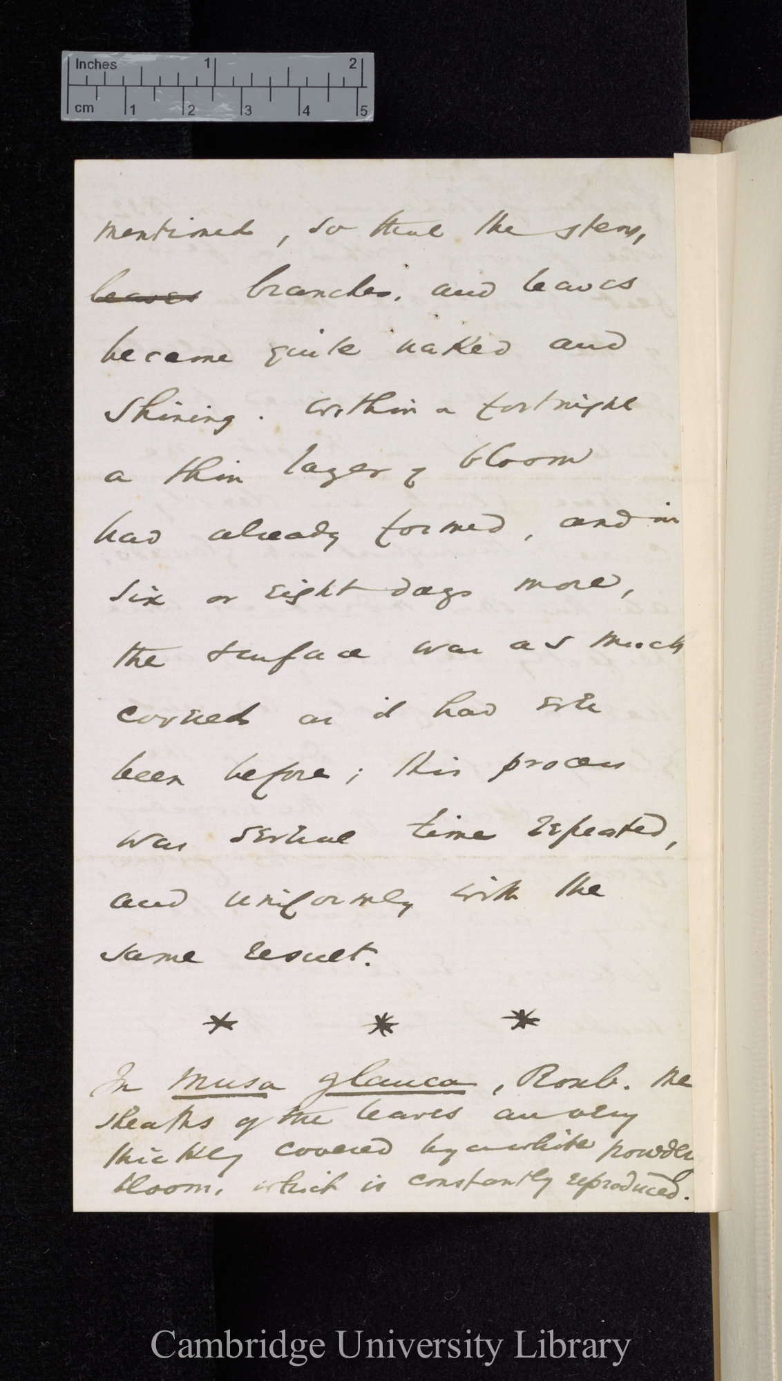 [Sir William Turner Thiselton-Dyer] to Charles Robert Darwin