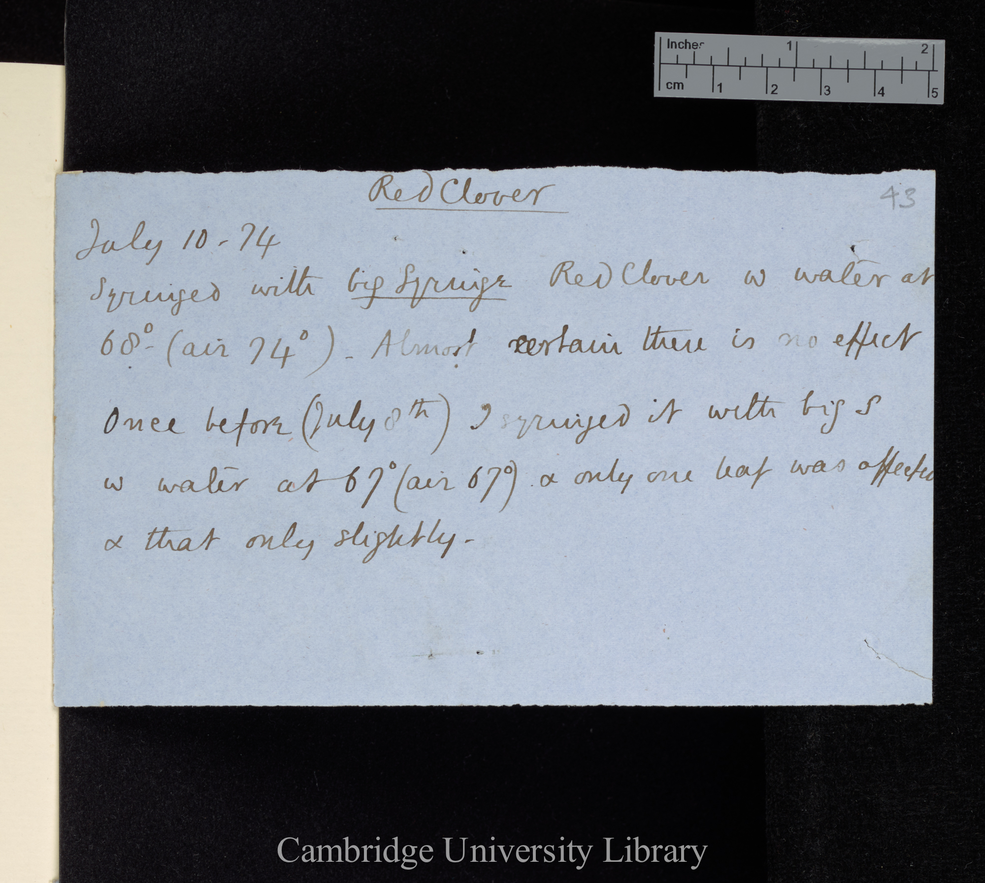Red Clover / Syringed with big Syringe Red Clover w[ith] water at 68° (air 74°)