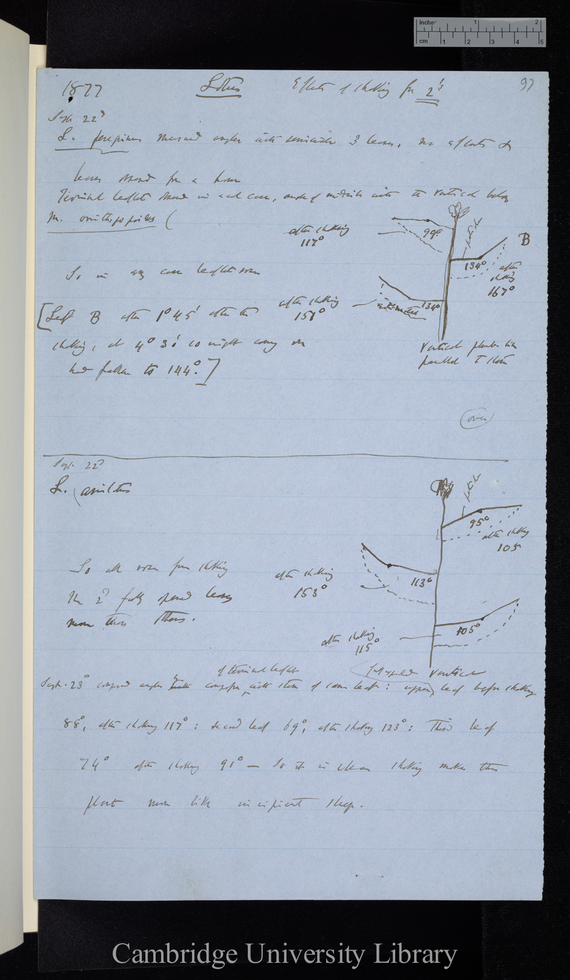 Effects of shaking stem for 2 [minutes] of Plants which go to sleep [with diagrams]