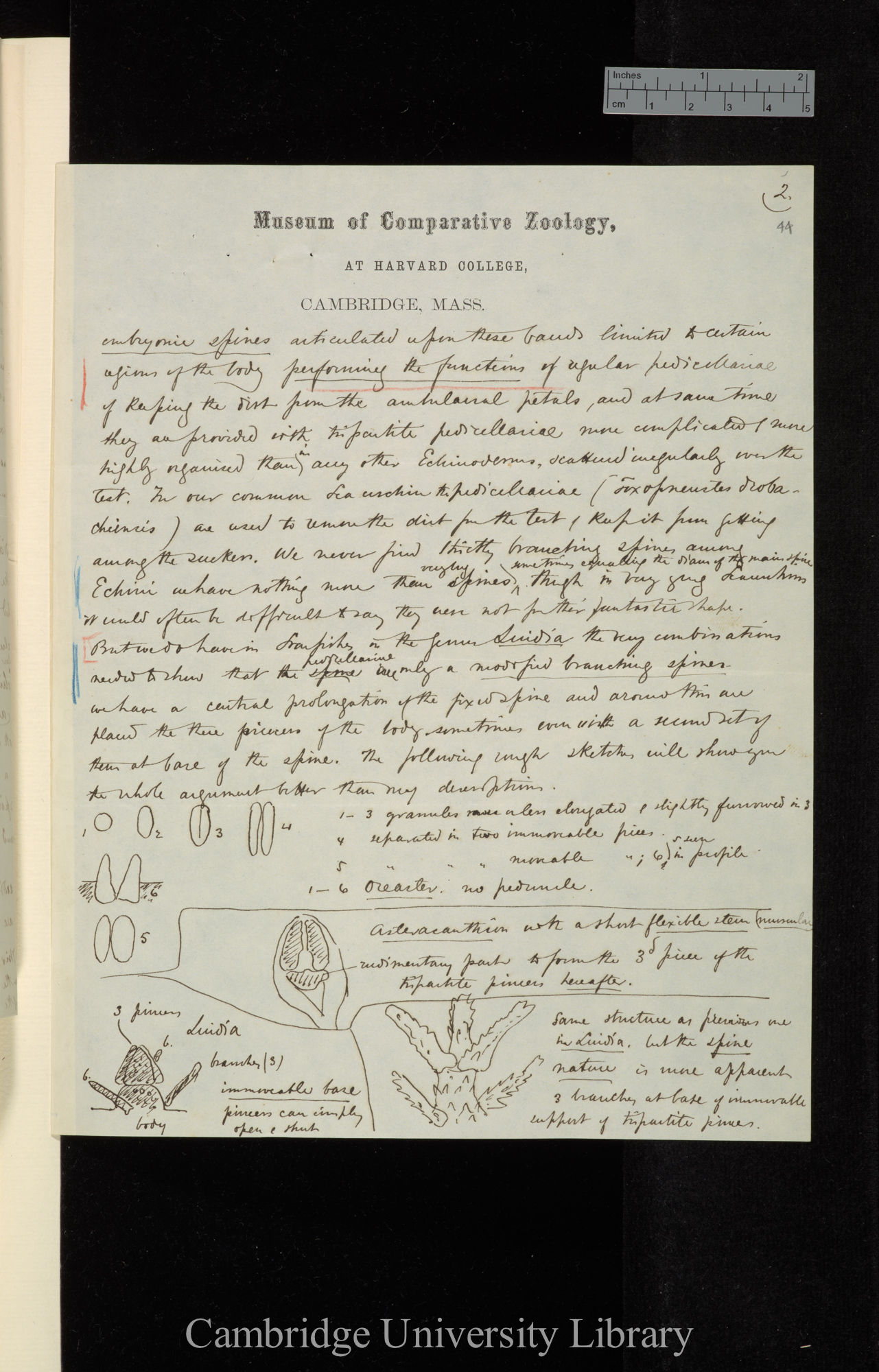 [Alexander Agassiz] to Charles Robert Darwin