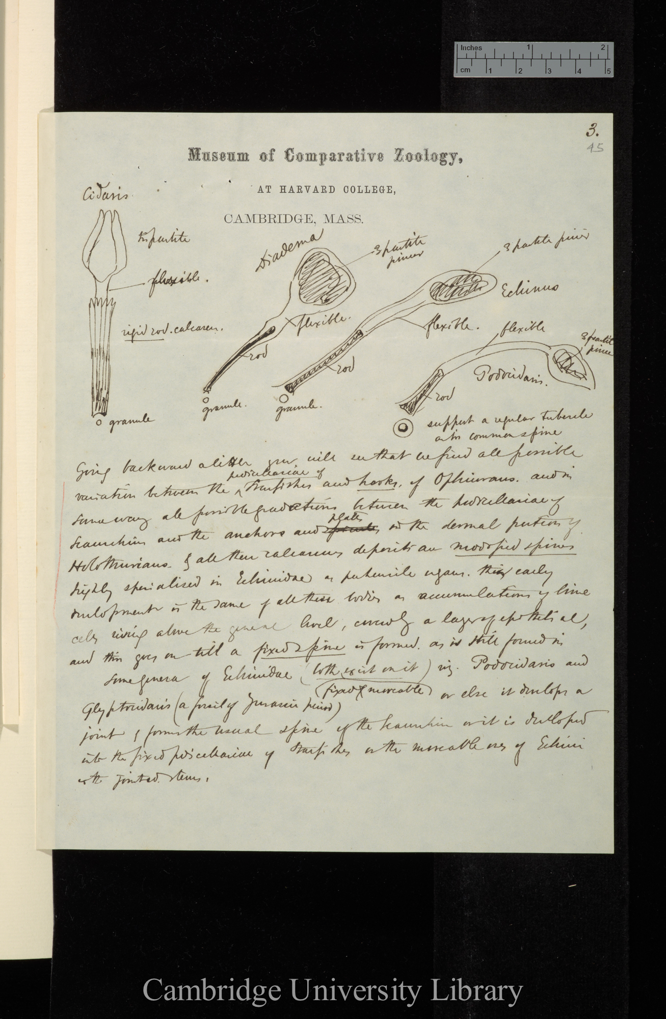 [Alexander Agassiz] to Charles Robert Darwin