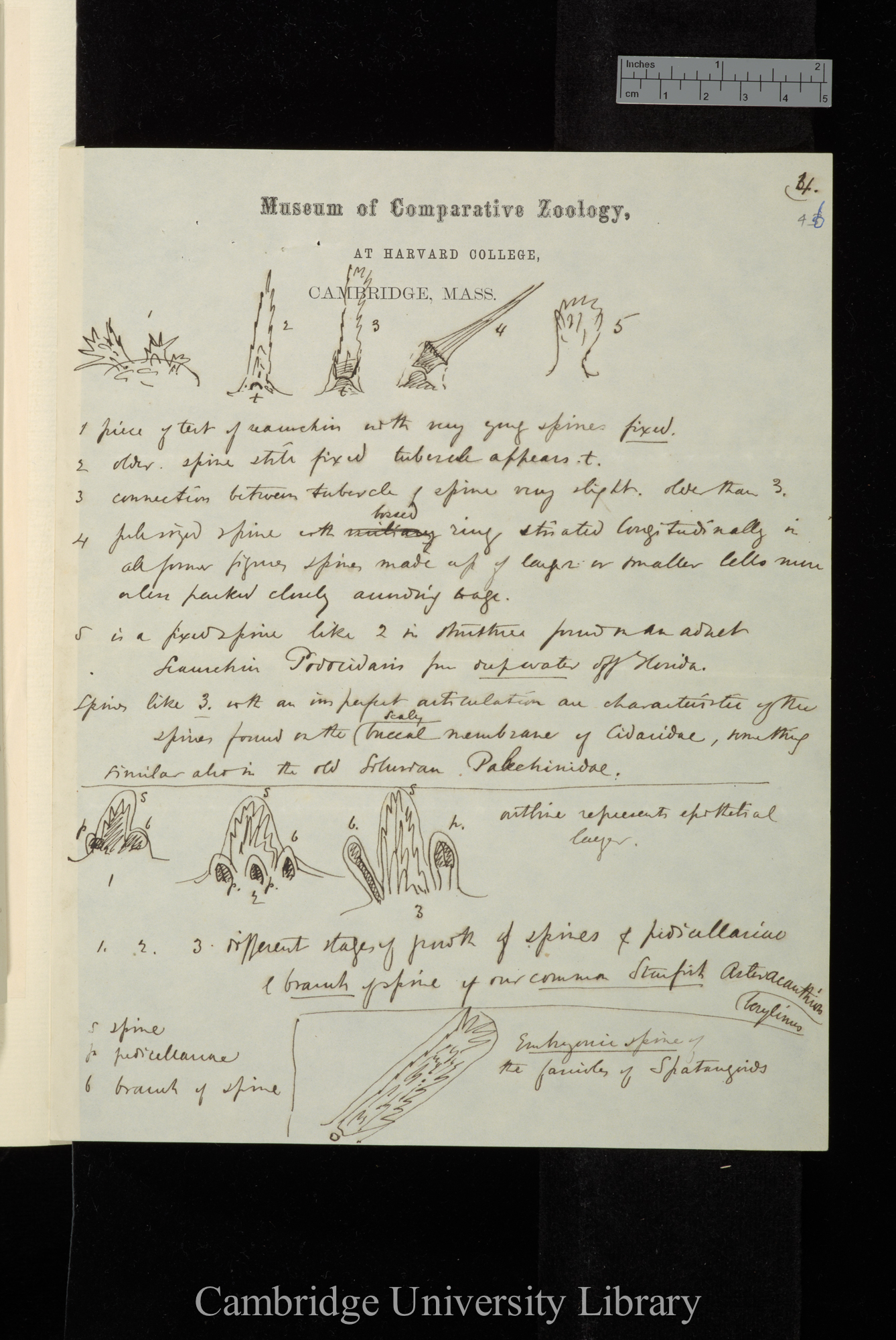 [Alexander Agassiz] to Charles Robert Darwin