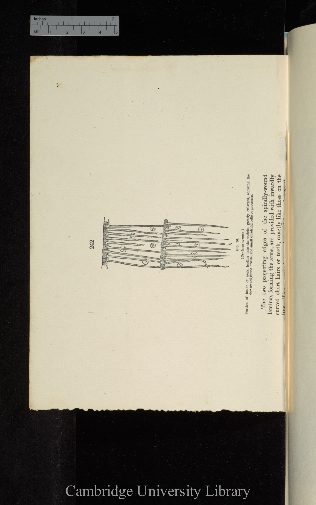 proof sheet of &#39;Insectivorous Plants&#39; p 242 [top half only] [published p 449]