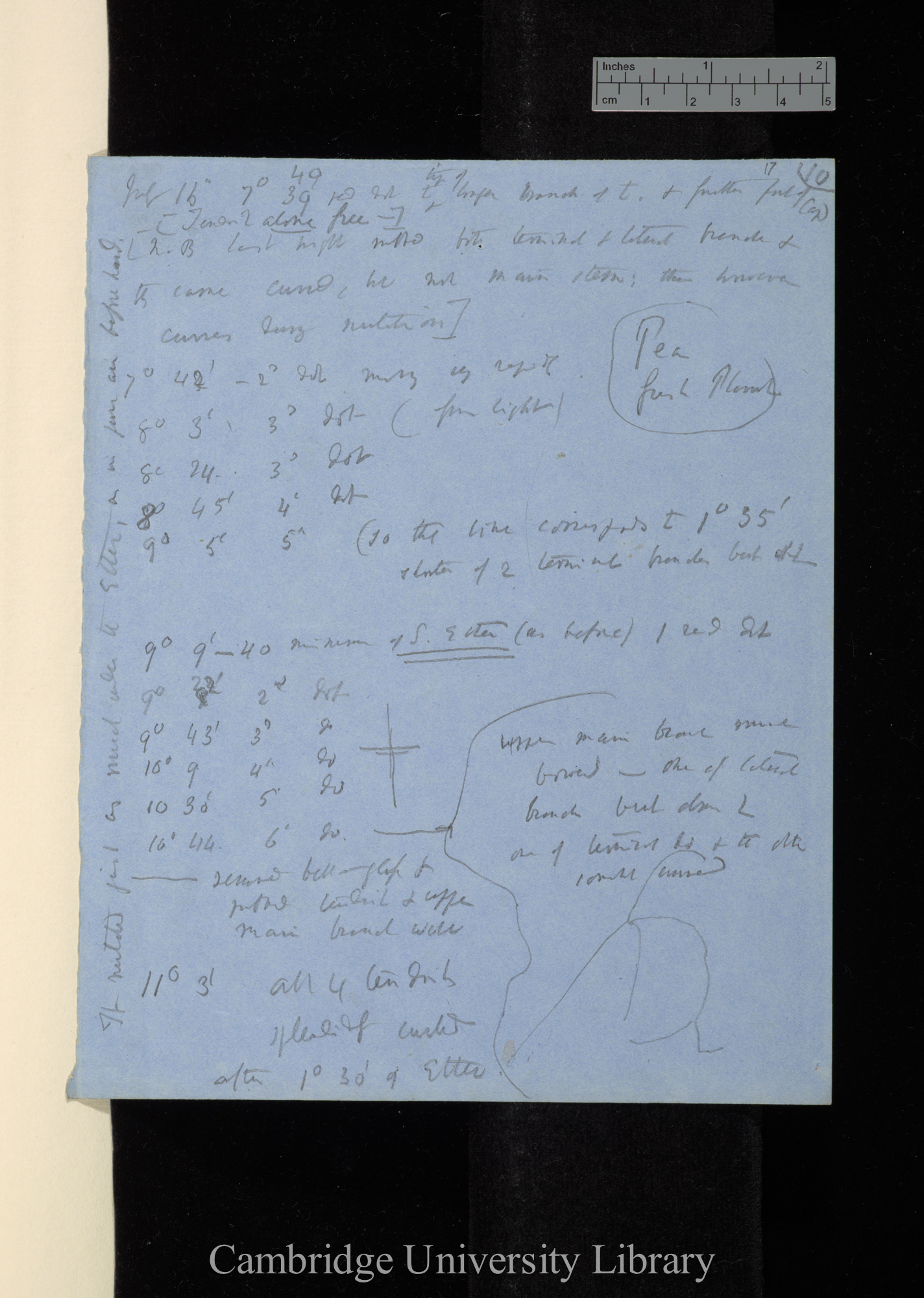 [on movements of tendrils of peas and Passiflora gracilis] [application of sulphurous ether, chloroform]  p 10