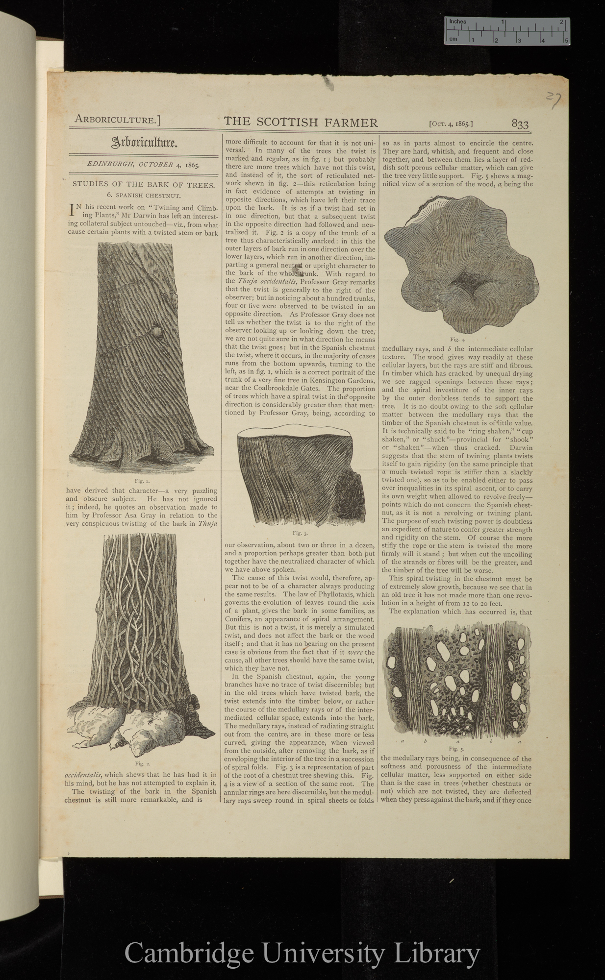 Studies of the bark of trees: Spanish chestnut &#39;Scottish Farmer&#39;: 833