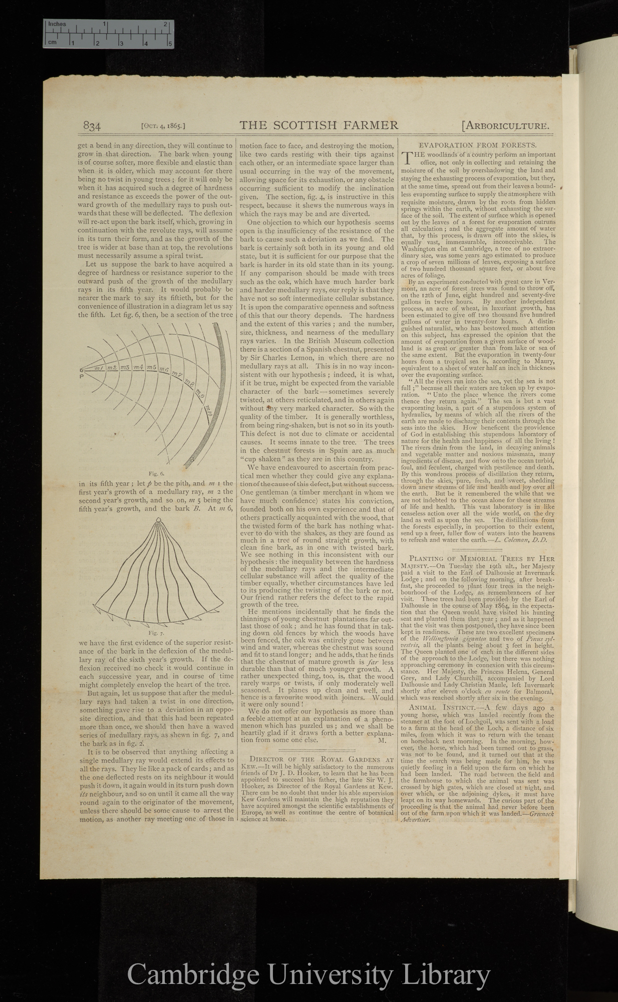 Studies of the bark of trees: Spanish chestnut &#39;Scottish Farmer&#39;: 834