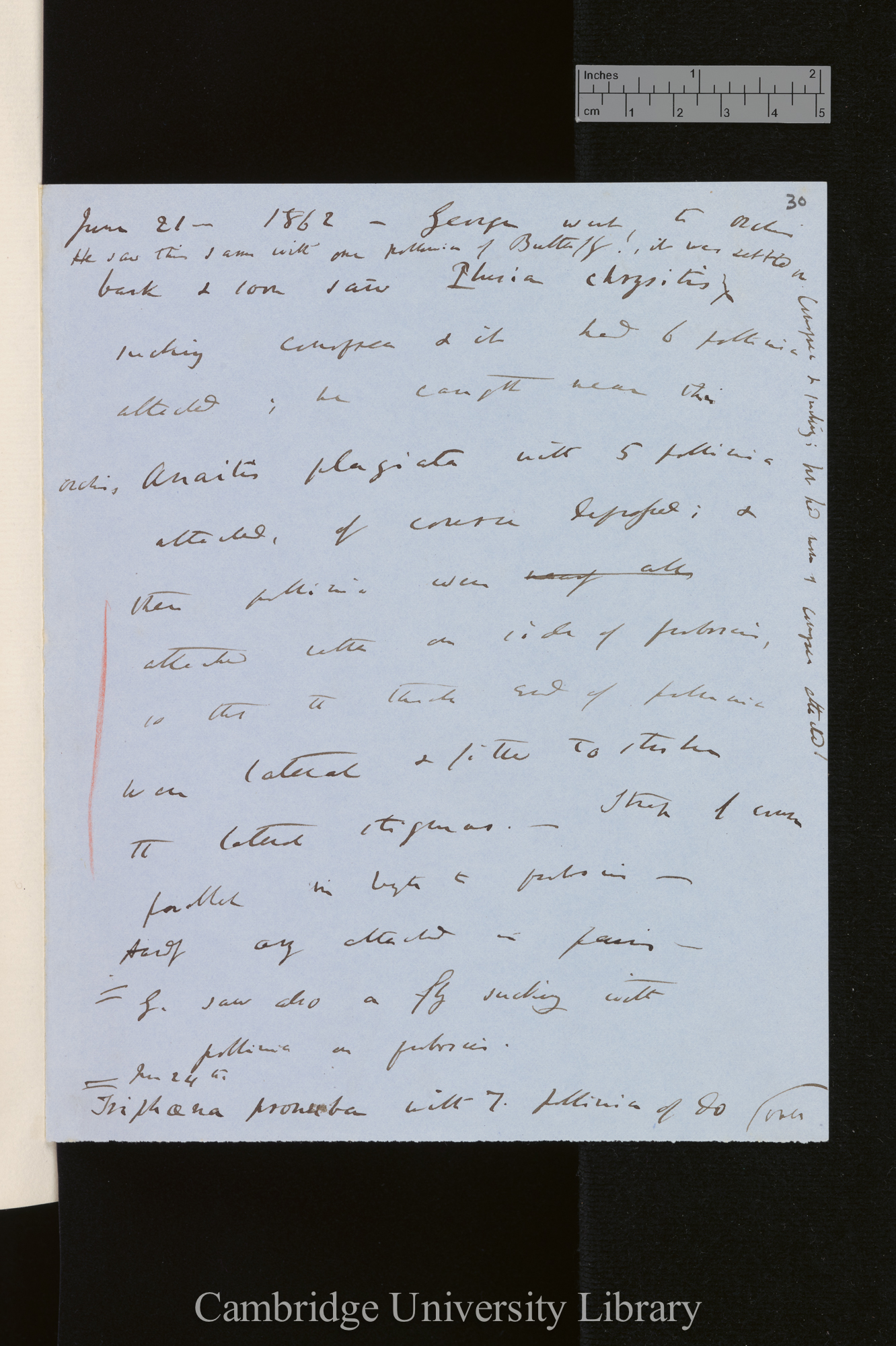 George went to Orchis Bank &amp; soon saw Plusia chrysitis