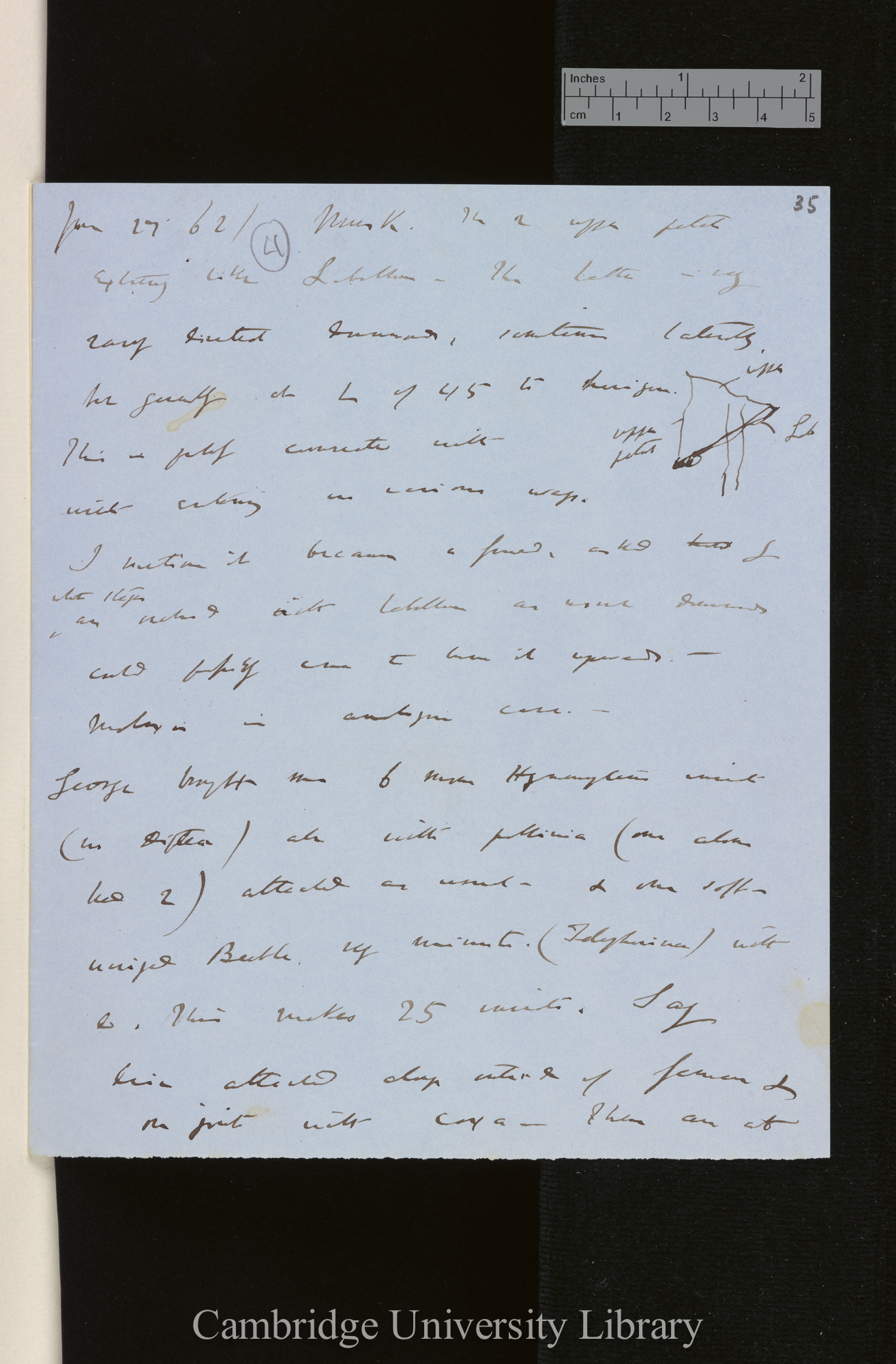 Musk Orchis / George has watched large beds for an hour or two &amp; saw numerous extremely minute Hymenopt[era] visiting the flowetrs &amp; some Diptera [with diagram]