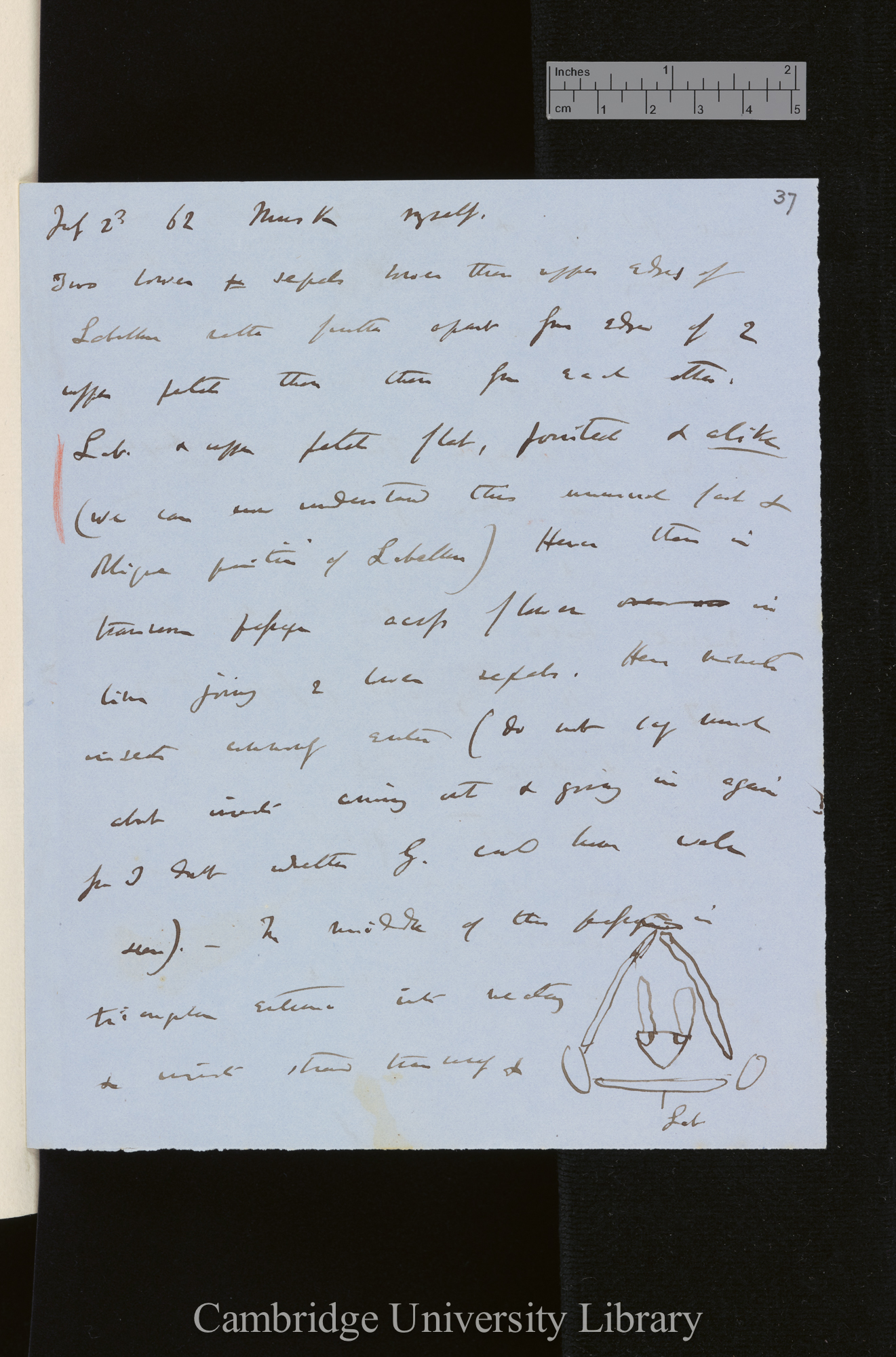 Musk Orchis / George has watched large beds for an hour or two &amp; saw numerous extremely minute Hymenopt[era] visiting the flowetrs &amp; some Diptera [with diagram]