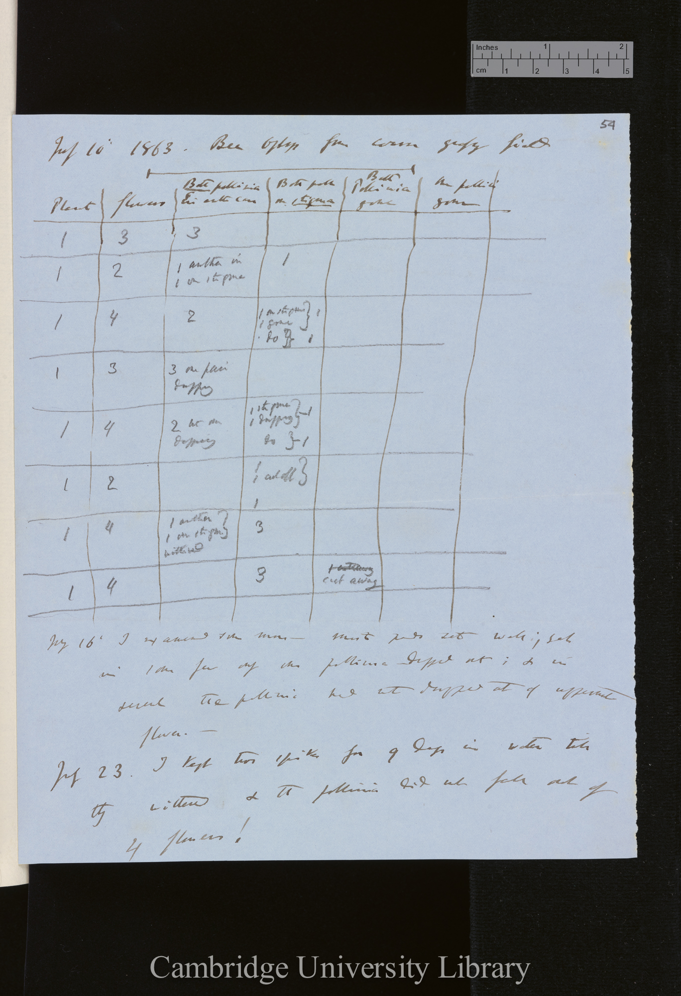 Bee Ophrys from coarse grassy field [table and comments]