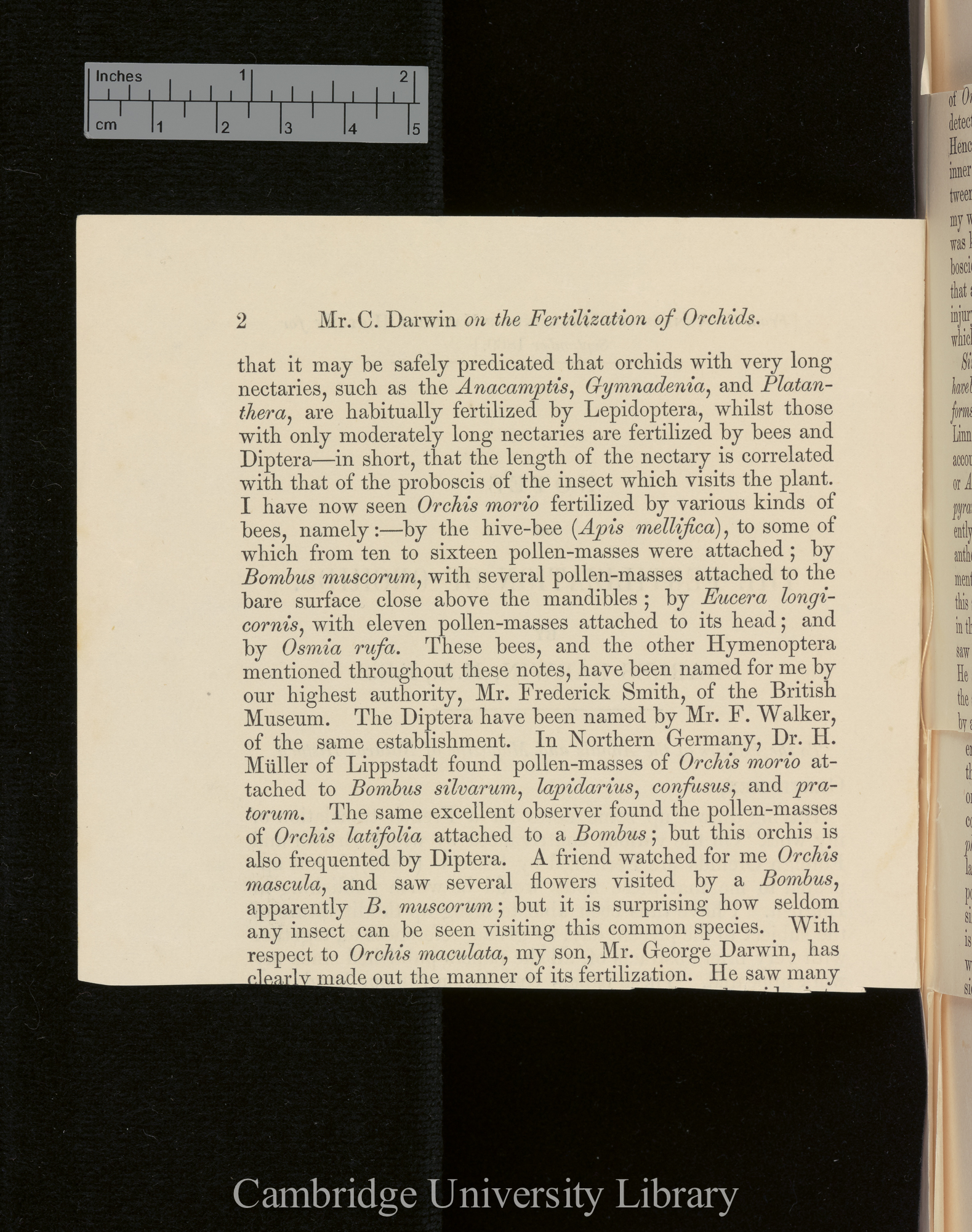 Orchids &#39;Ann Mag Nat Hist&#39; September 1869: [2]