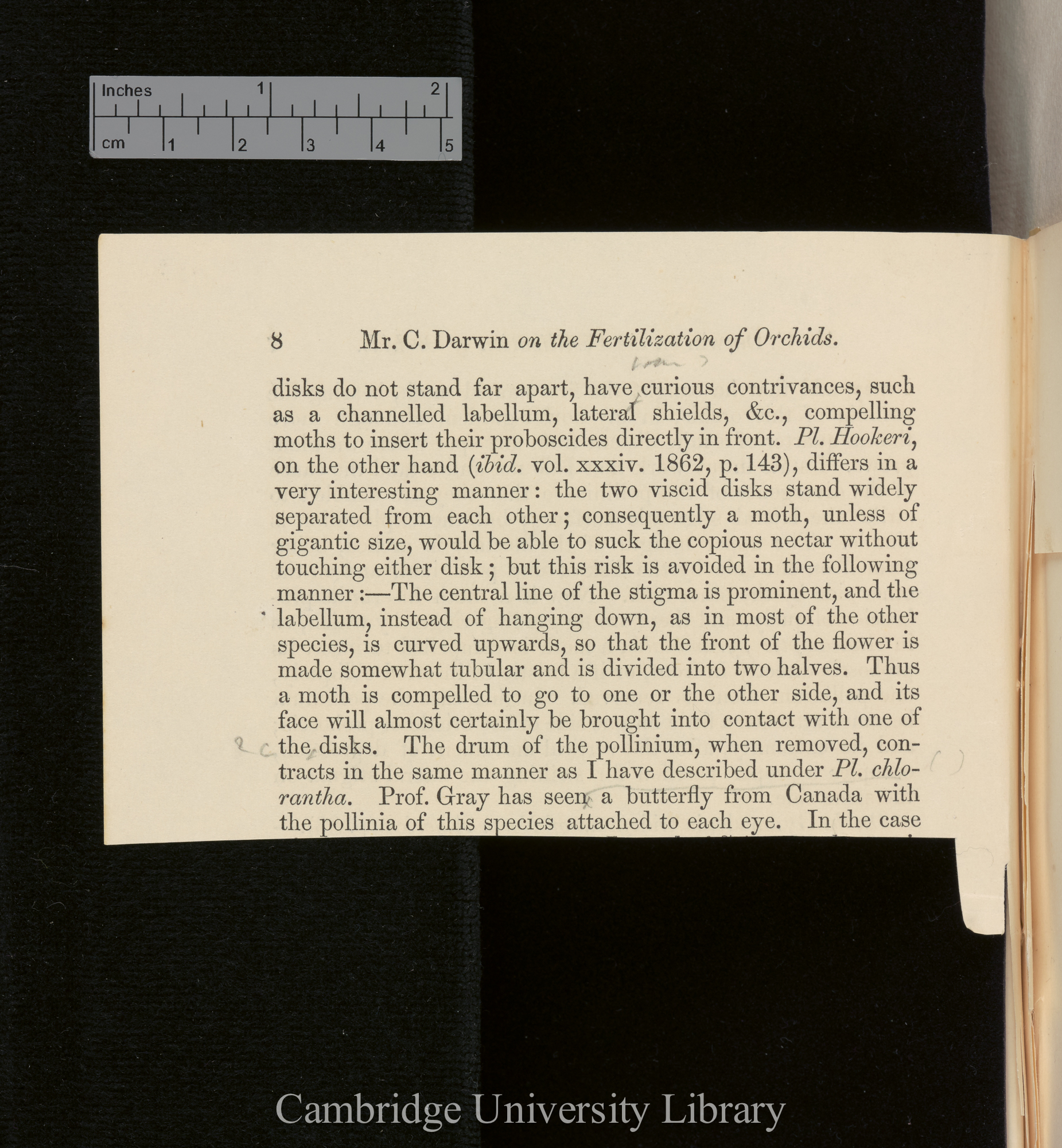 Orchids &#39;Ann Mag Nat Hist&#39; September 1869: [8]