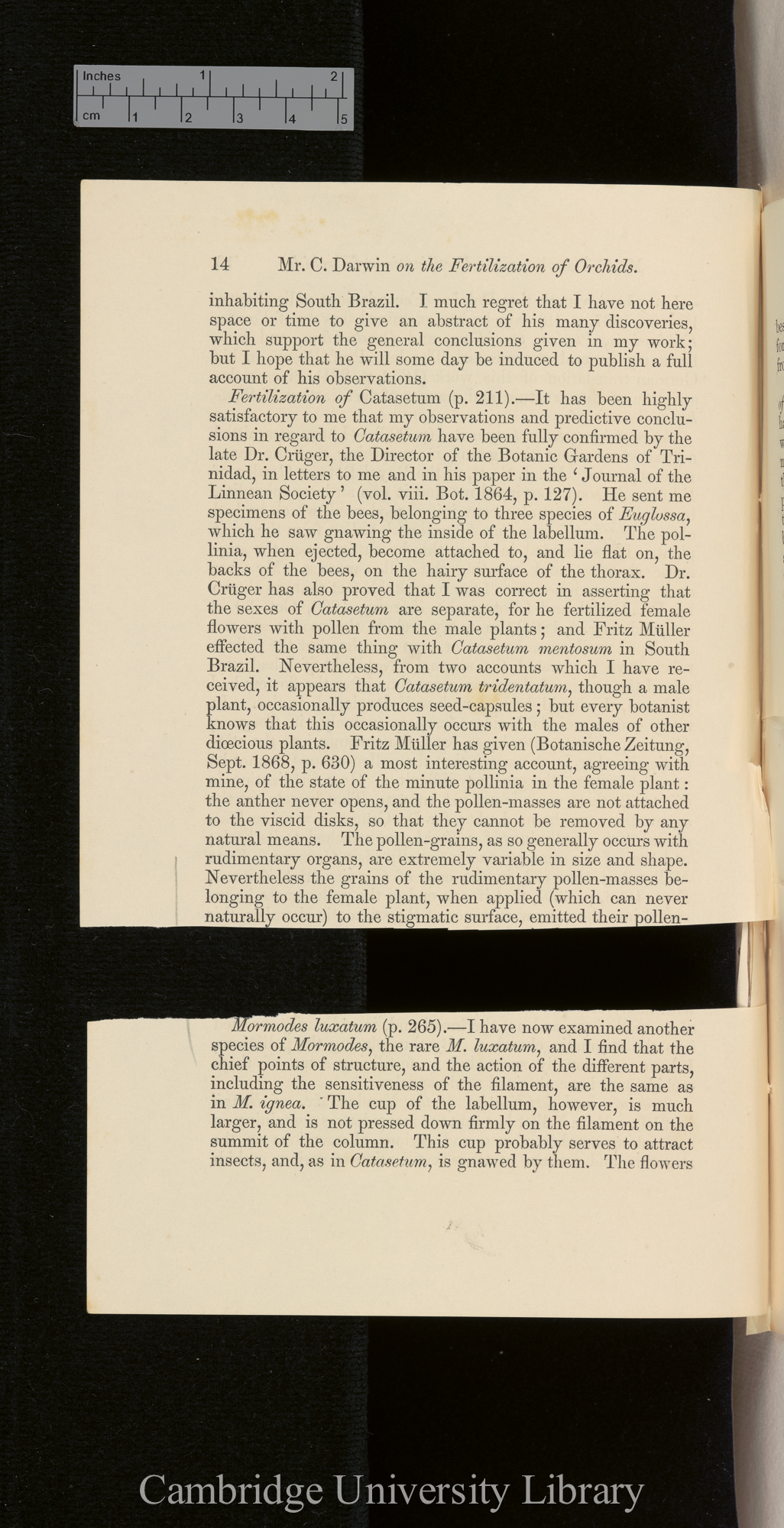 Orchids &#39;Ann Mag Nat Hist&#39; September 1869: [14]