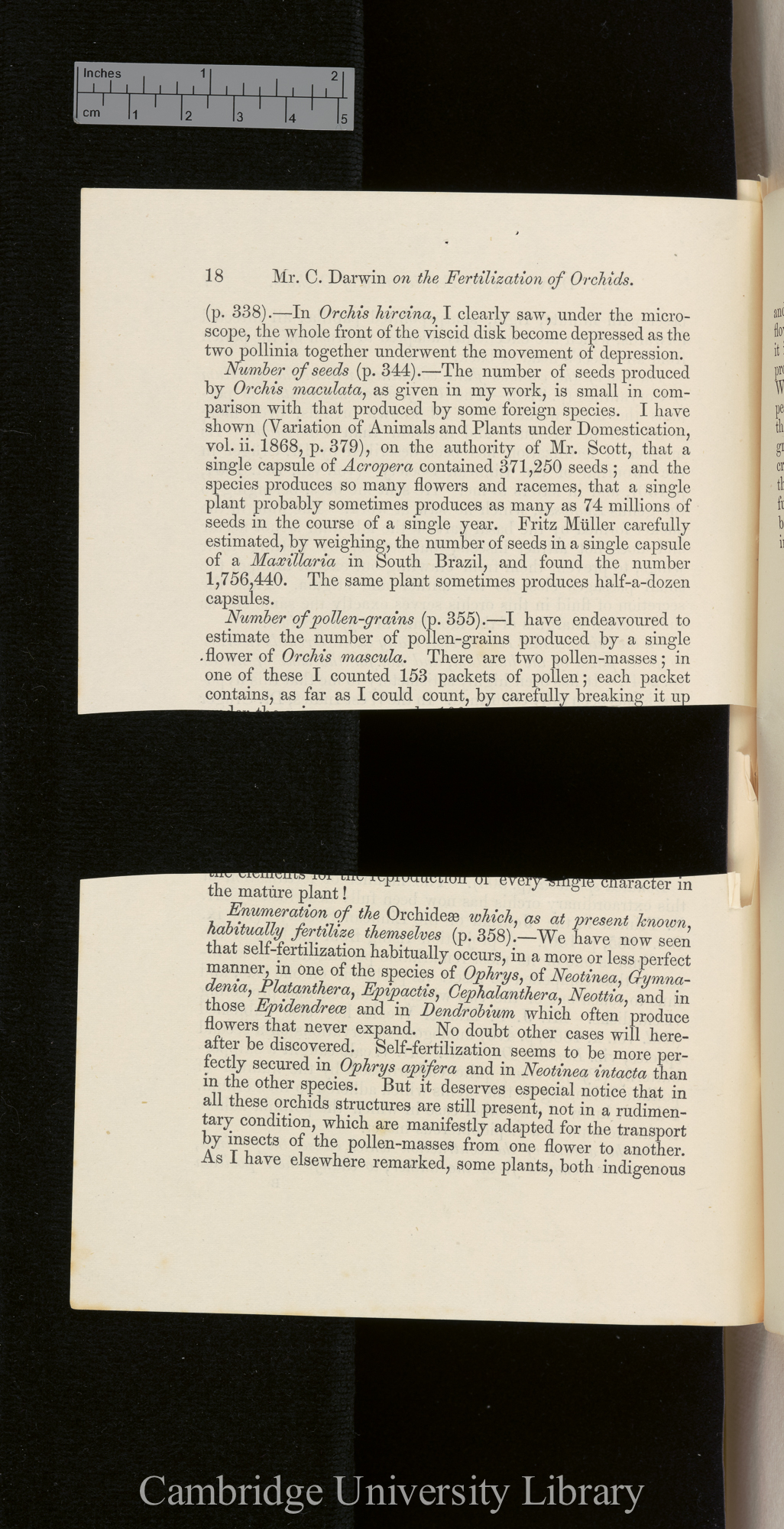 Orchids &#39;Ann Mag Nat Hist&#39; September 1869: [18]