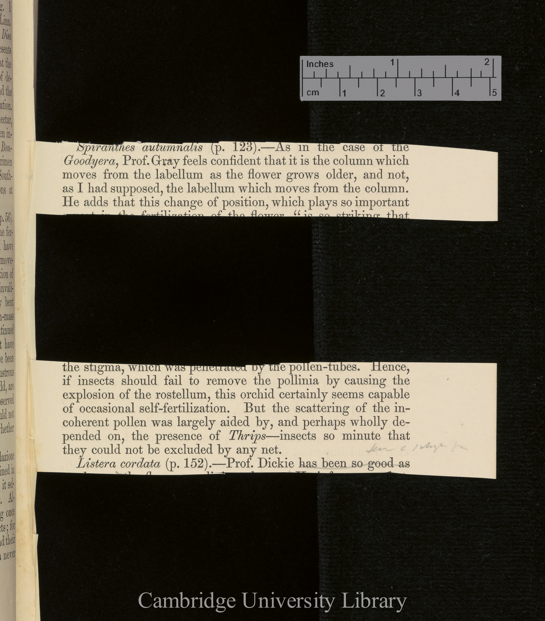 Orchids &#39;Ann Mag Nat Hist&#39; September 1869: [11]