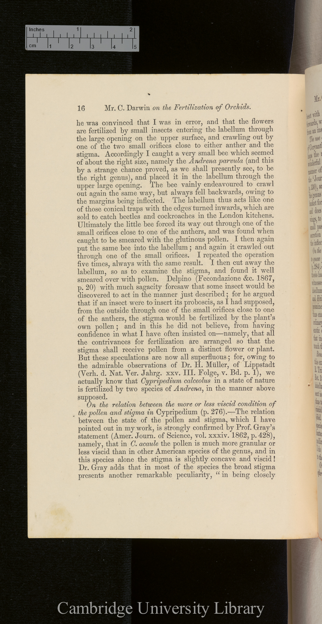 Orchids &#39;Ann Mag Nat Hist&#39; September 1869: [16]