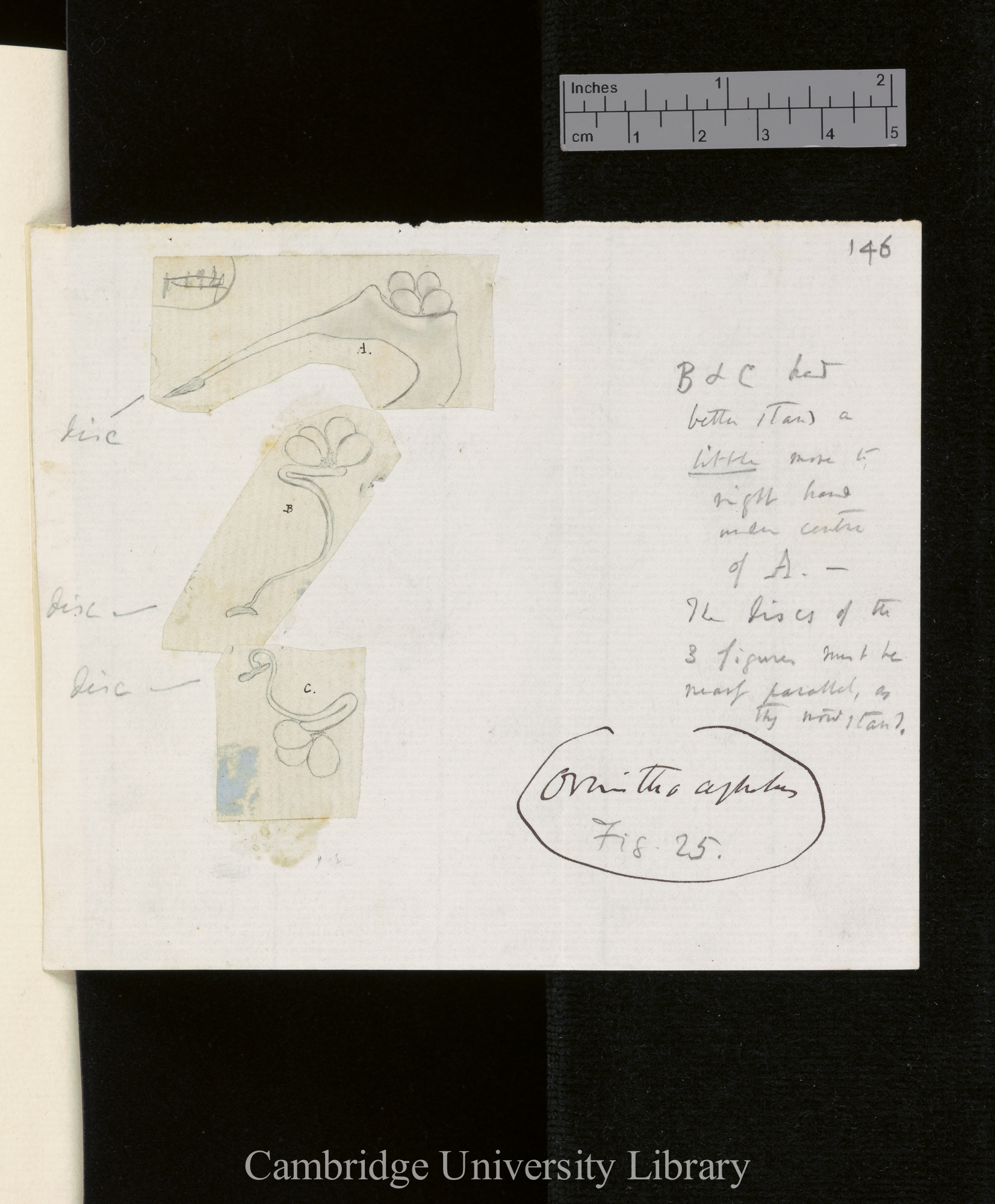 Ornithocephalus [with instructions to engraver]