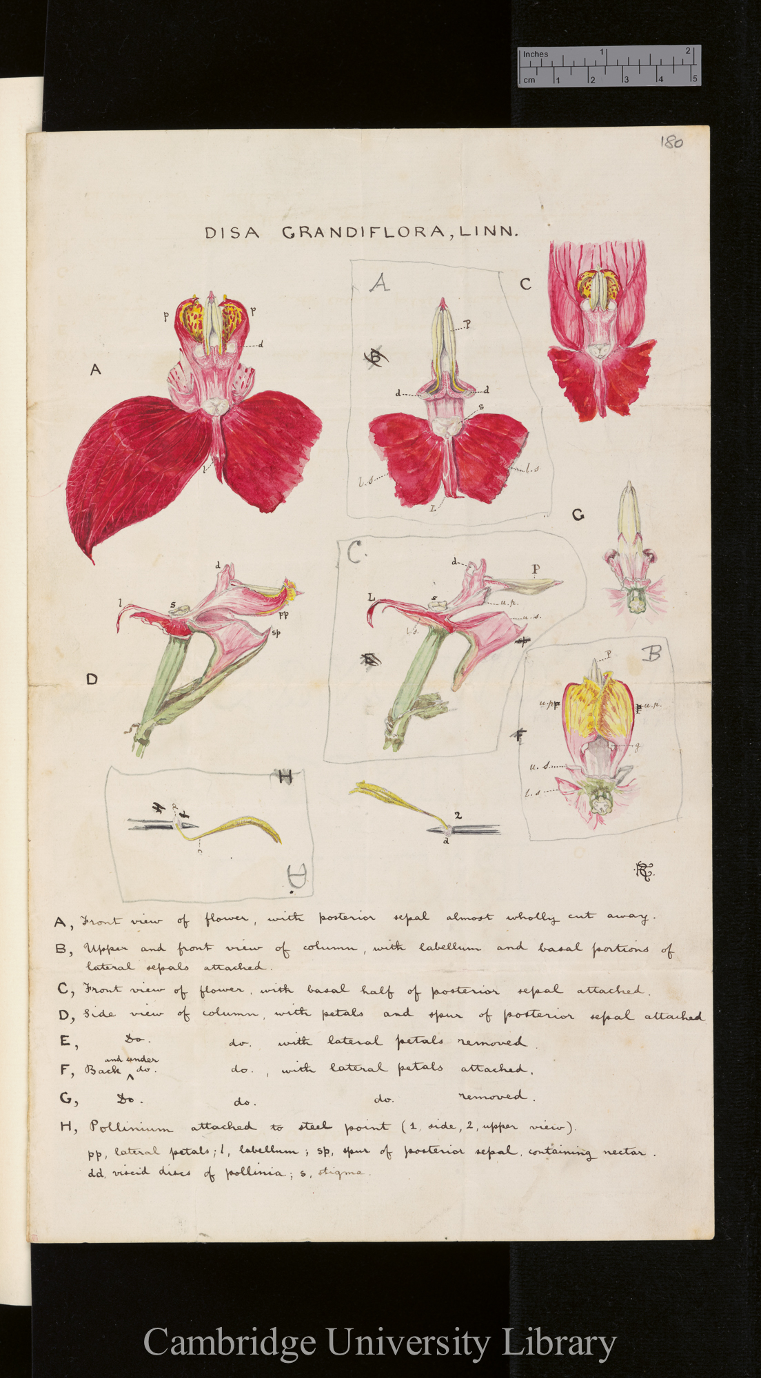 Disa grandiflora Linn [hand-painted drawings with captions; instructions to engraver on reverse]