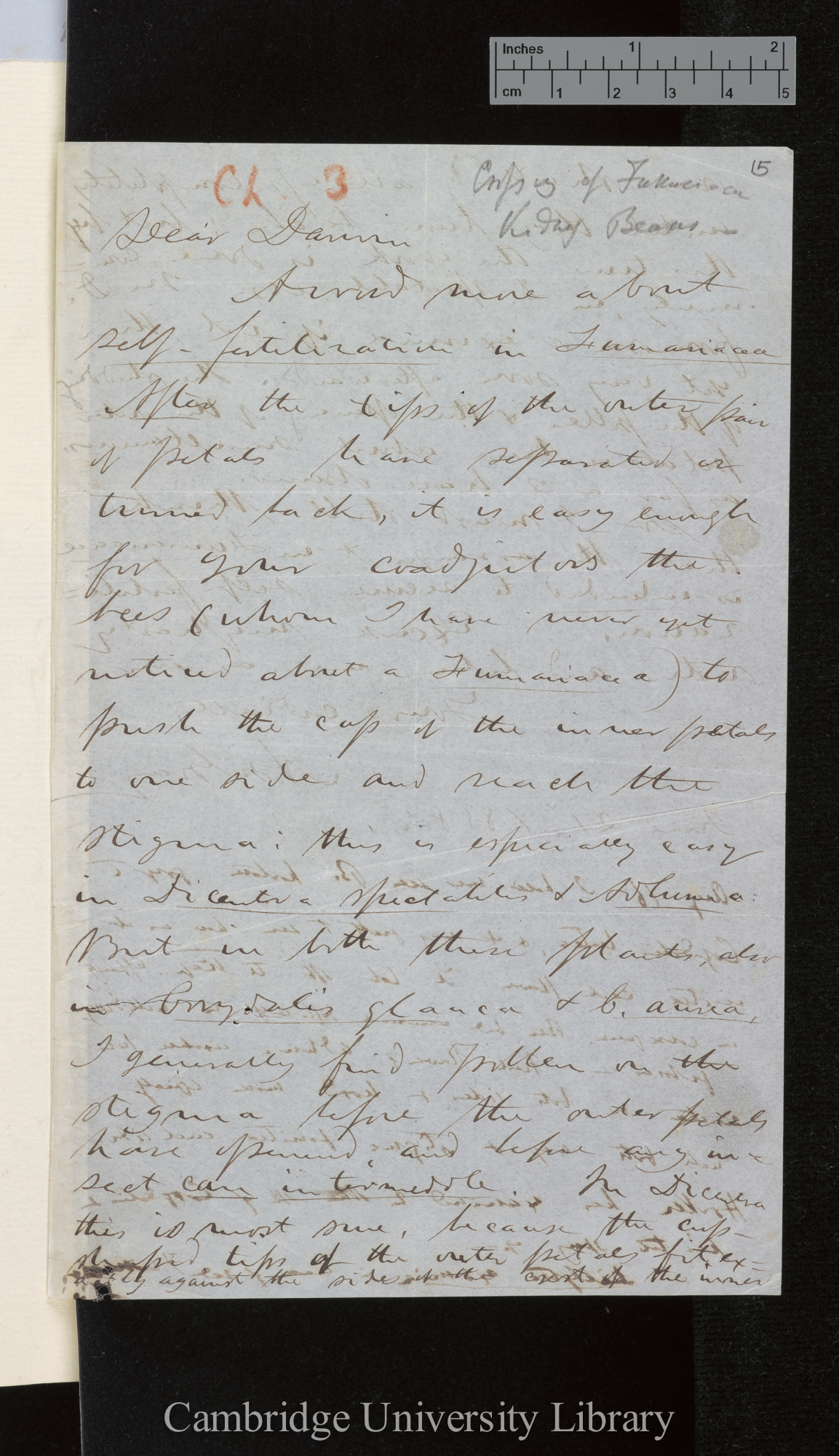 Asa Gray to Charles Robert Darwin