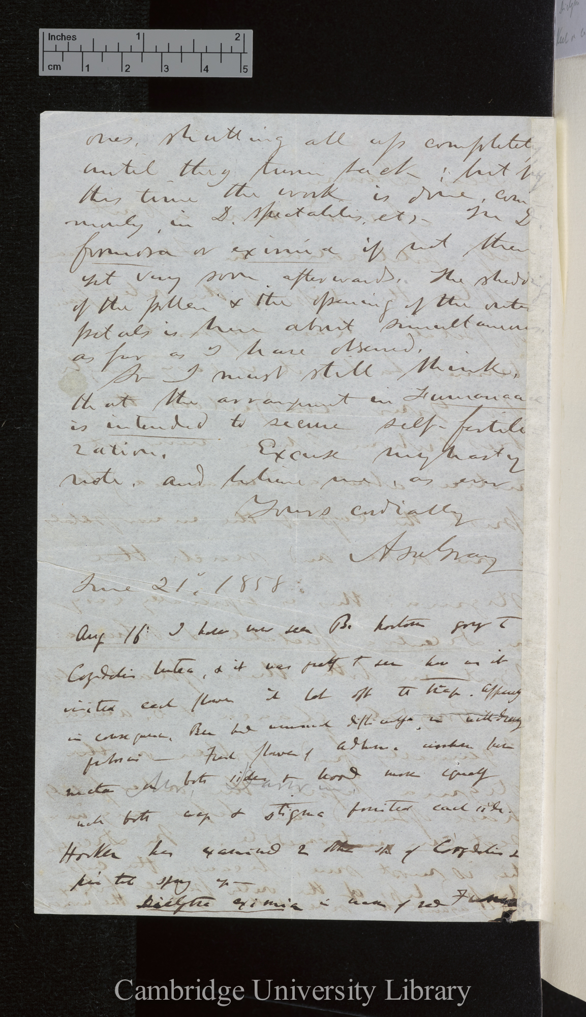 Asa Gray to Charles Robert Darwin