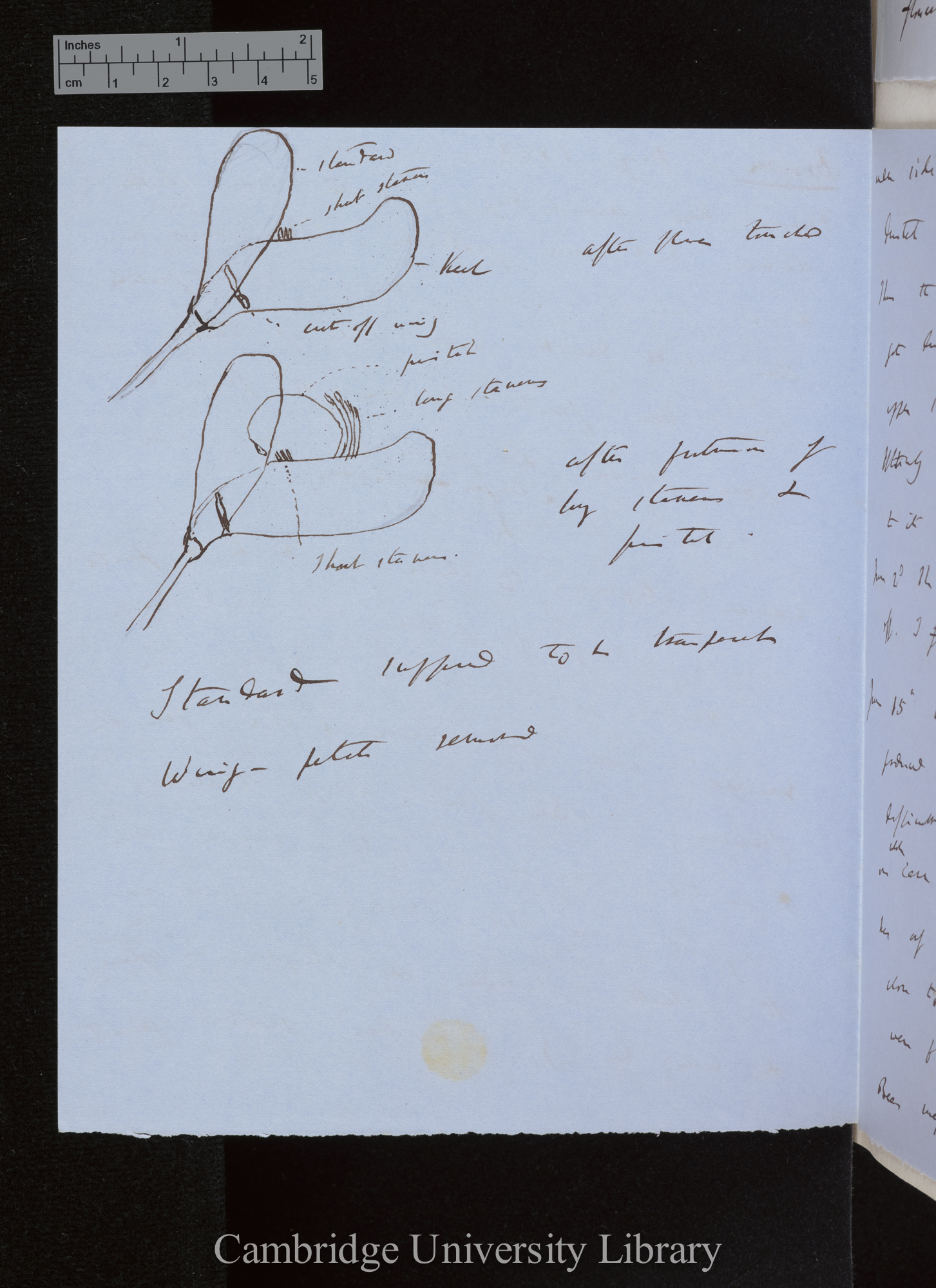 Broom / Dichogam[y] / Flowers kept several days in water even shorter stamens did not protrude [with drawings]