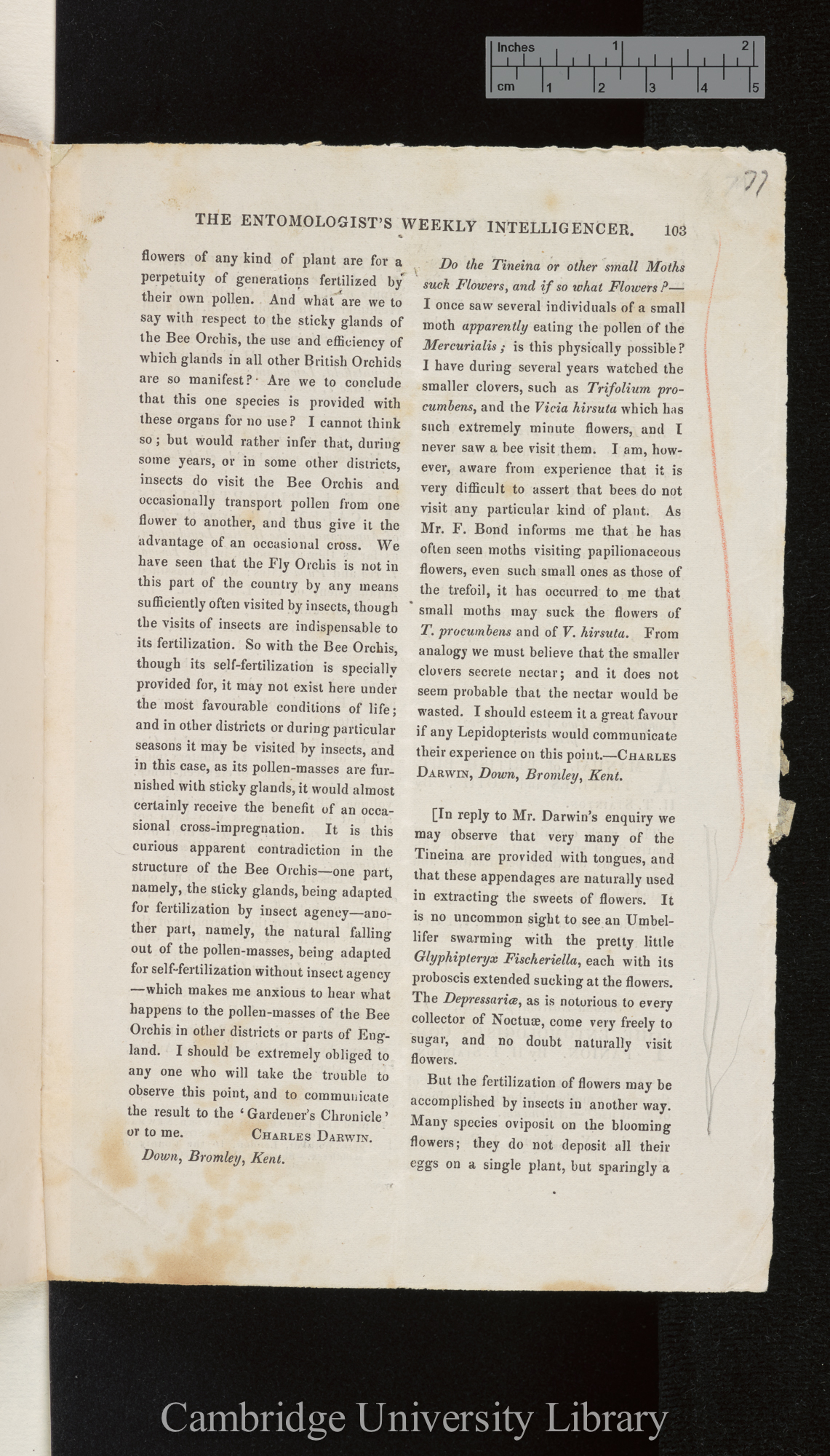 On the fertilisation of British orchids by insect agency (reprinted from Gardeners&#39; Chronicle of 9 June 1860); and Editors&#39; response &#39;Entomologist&#39;s Weekly Intelligencer&#39;: 103