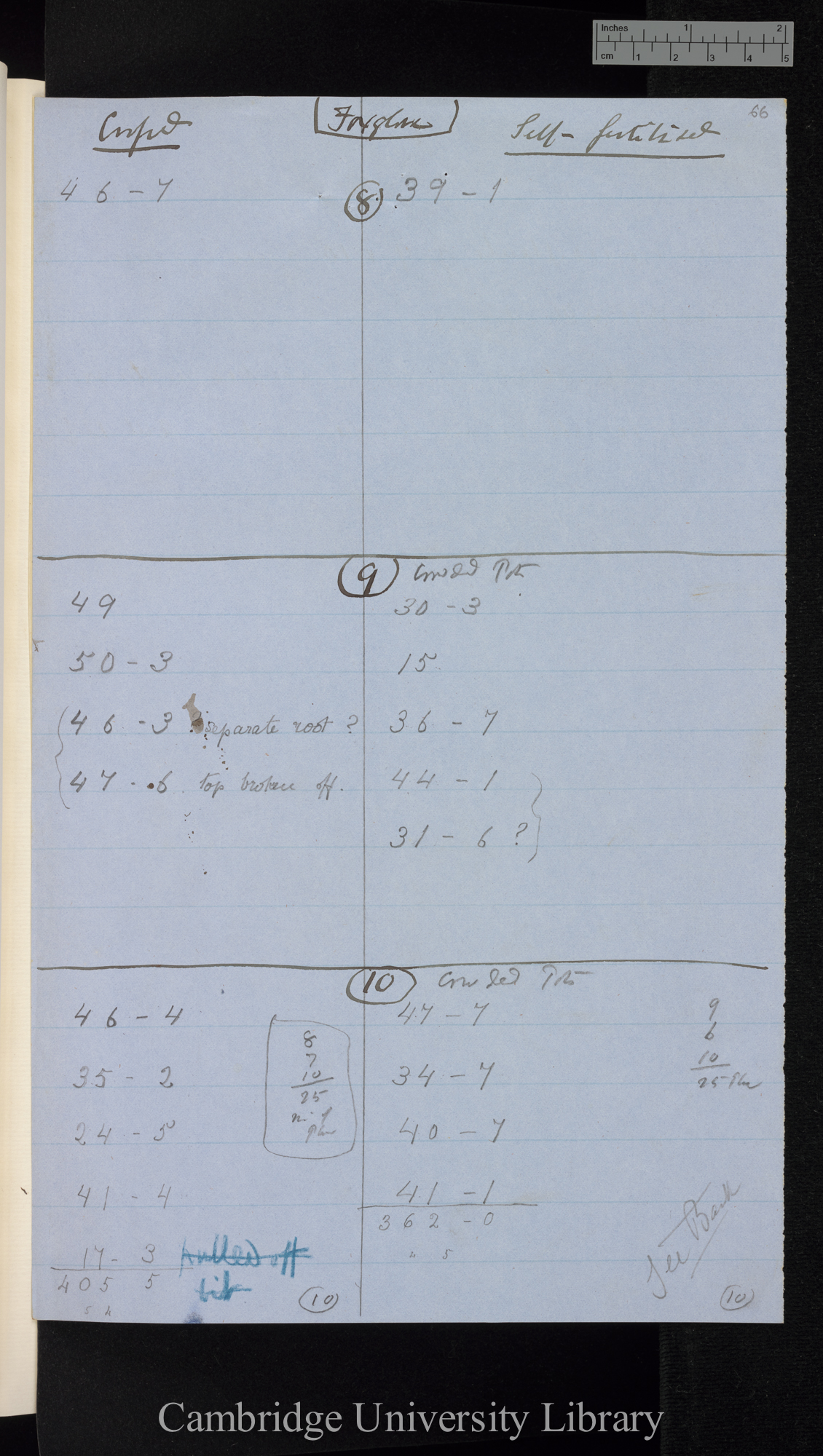 Foxglove / Crossed [in comparison with] Self-fertilised [tables of relative weights]