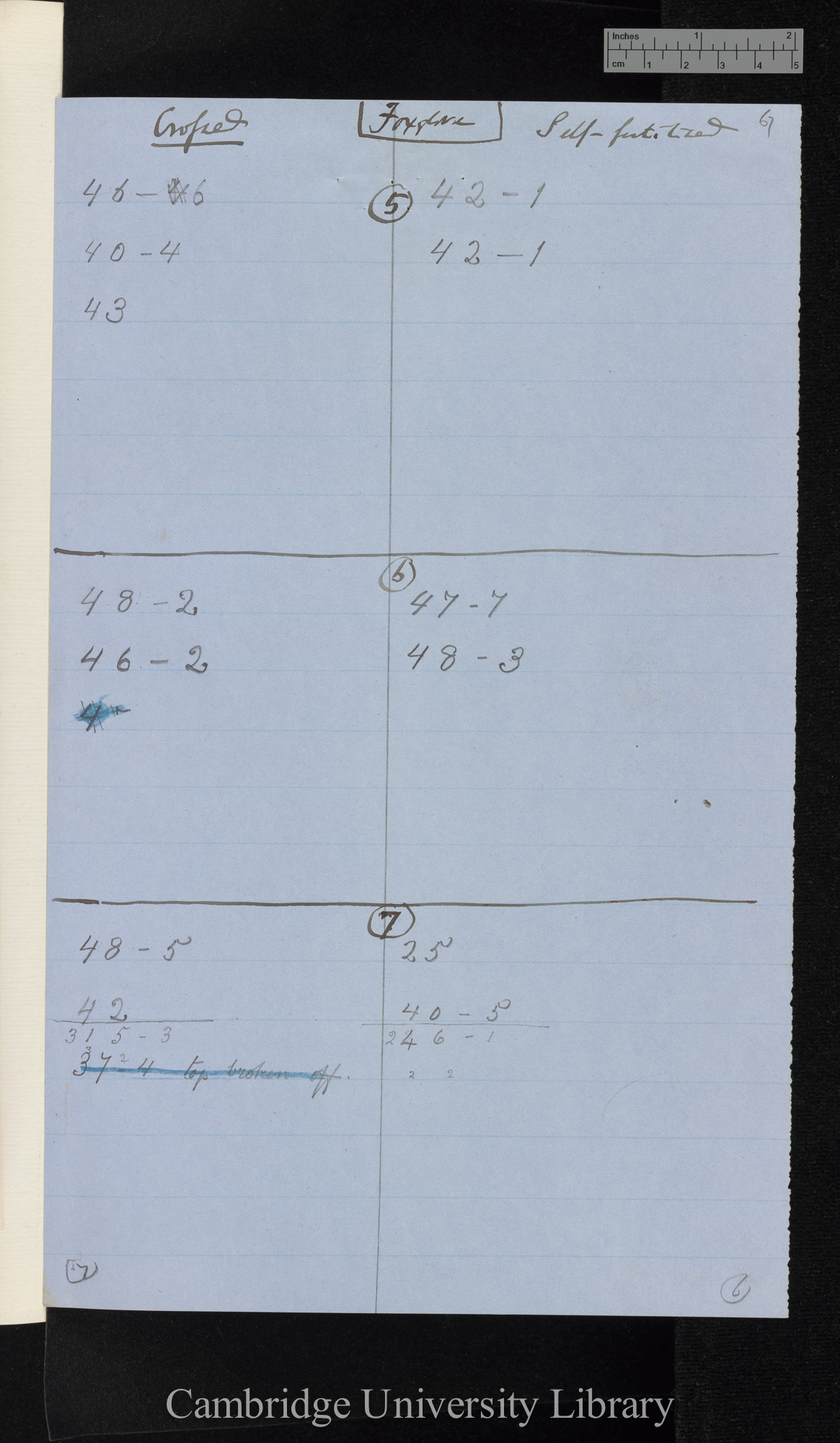 Foxglove / Crossed [in comparison with] Self-fertilised [tables of relative weights]