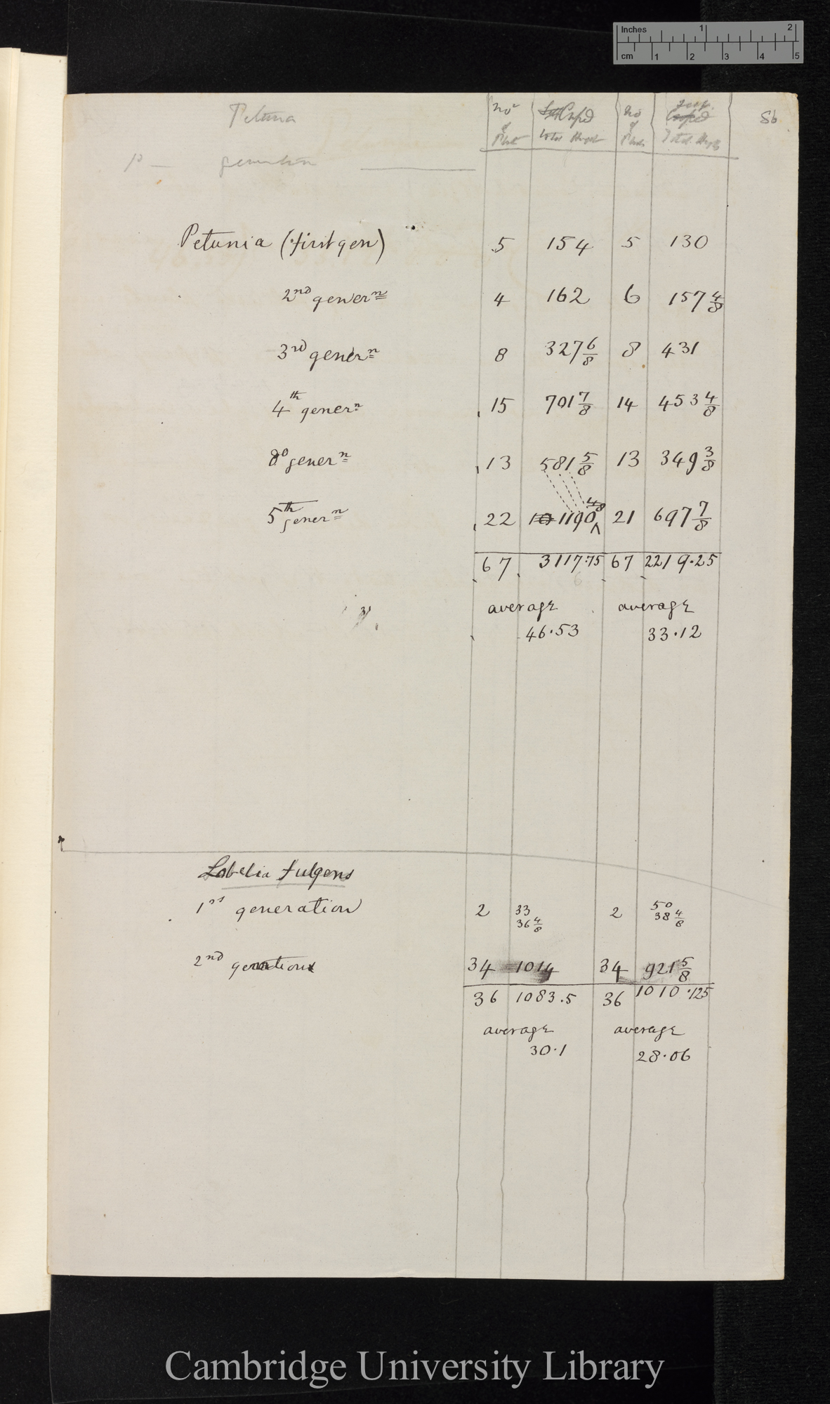 Petunia / Lobelia fulgens [comparison of crossed and self-fertilised] [table of heights of plants; other calculations]