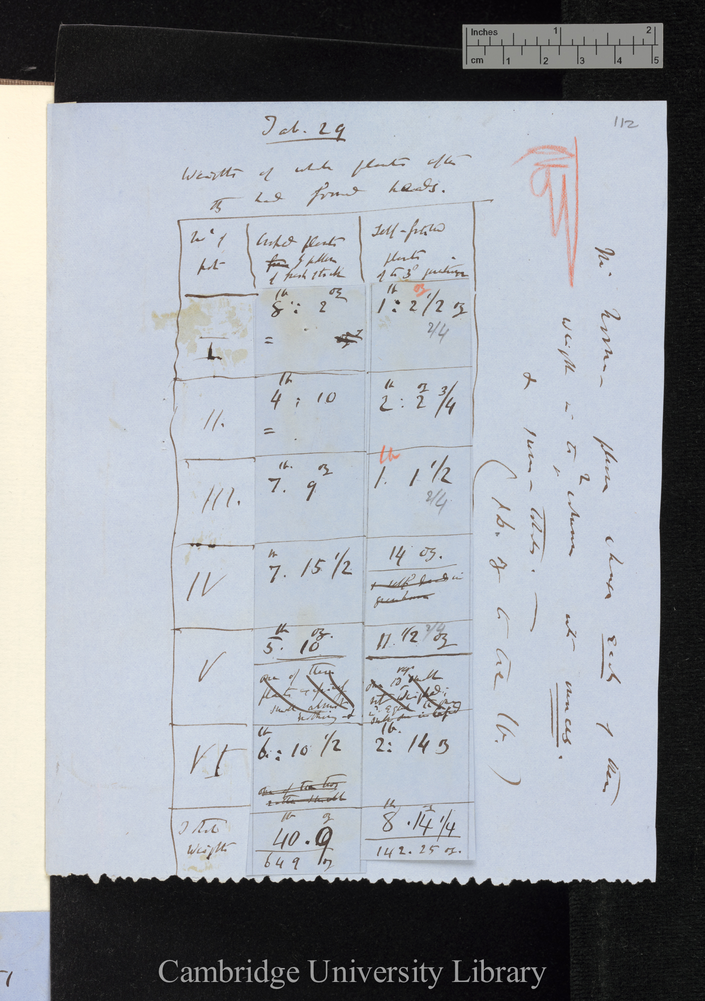 Tab[le] 29 / Weights of whole plants after they had formed heads