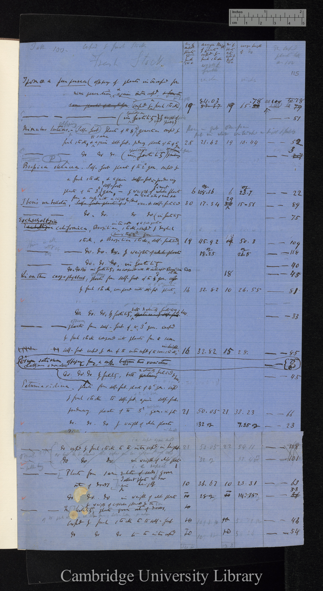 Table 100 / Crossed by fresh stock [table of comparative heights]