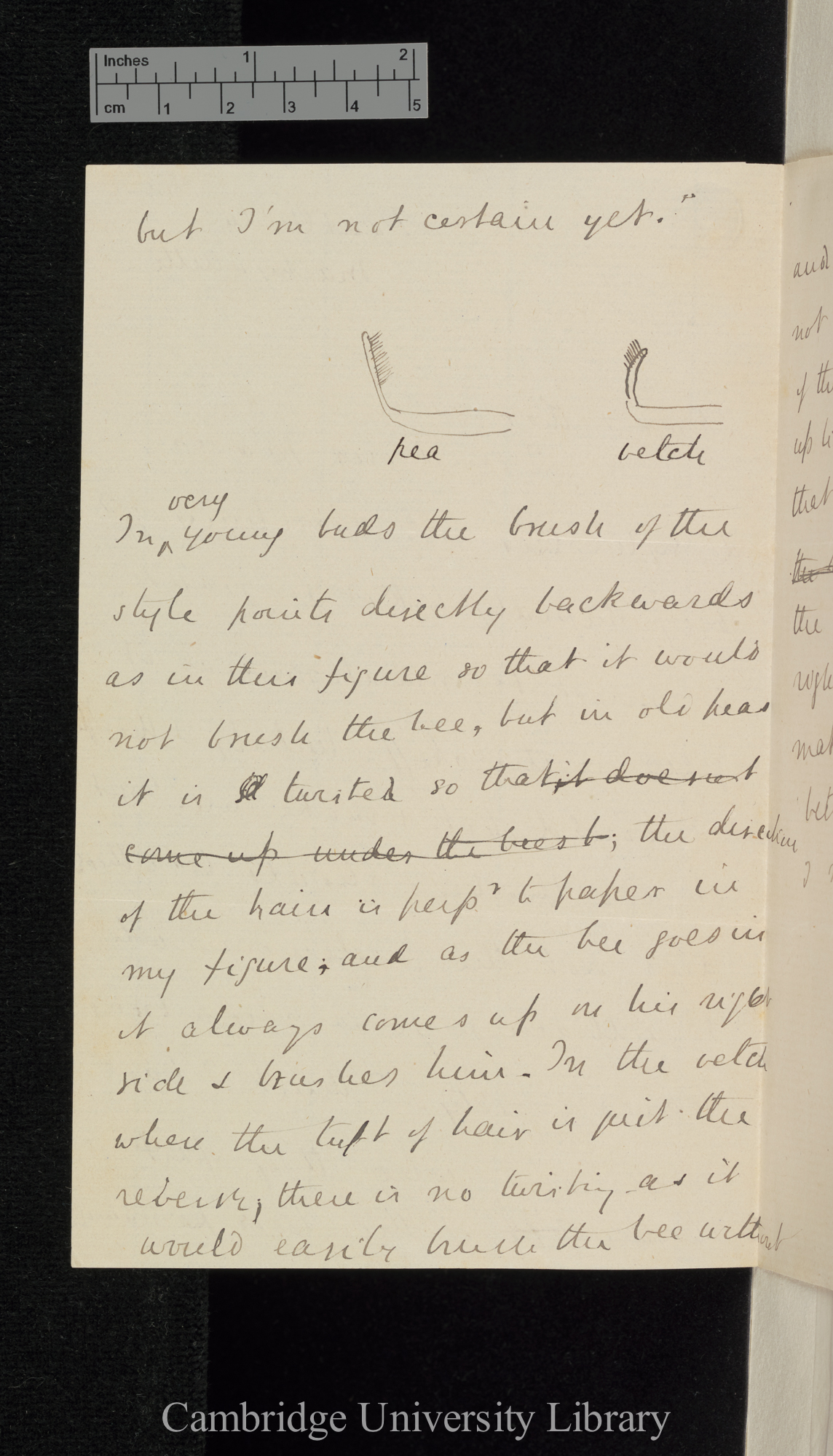 Sir Francis Darwin to Charles Robert Darwin