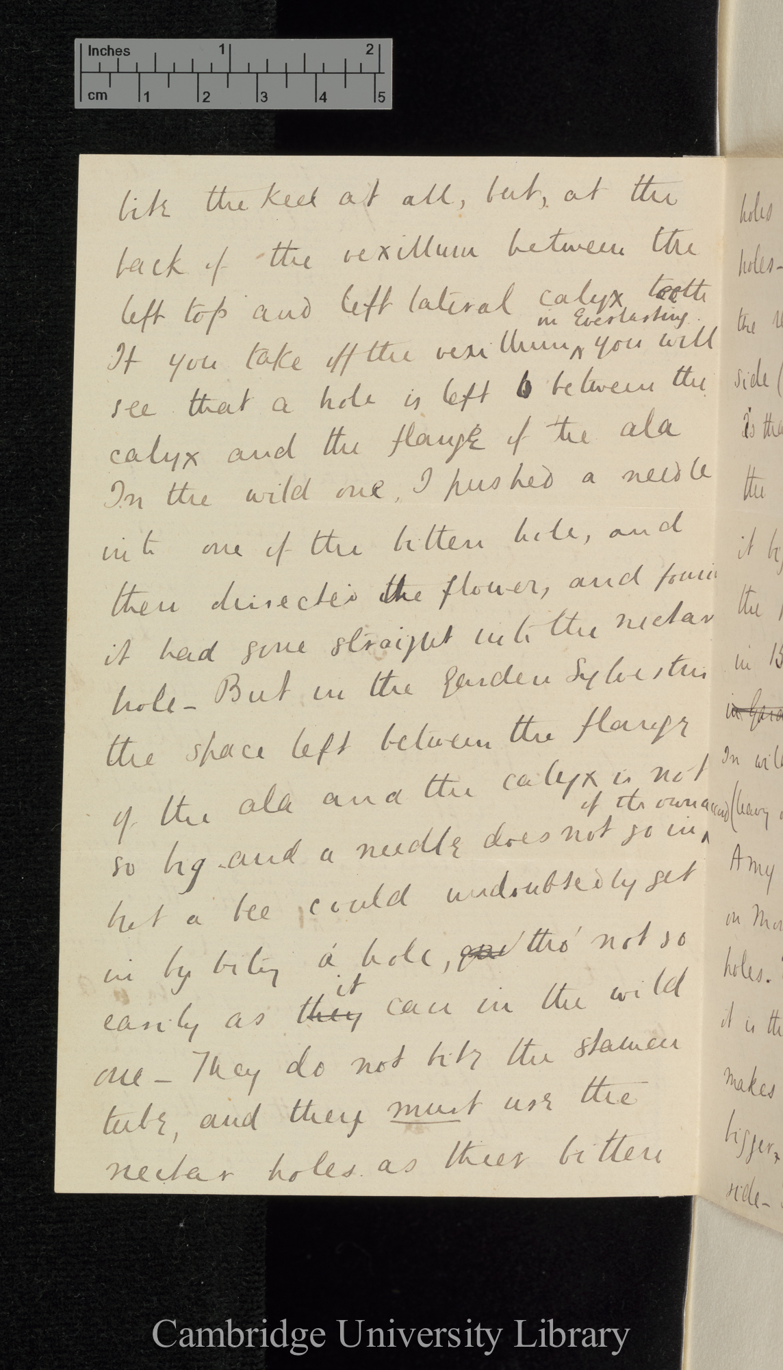 Sir Francis Darwin to Charles Robert Darwin