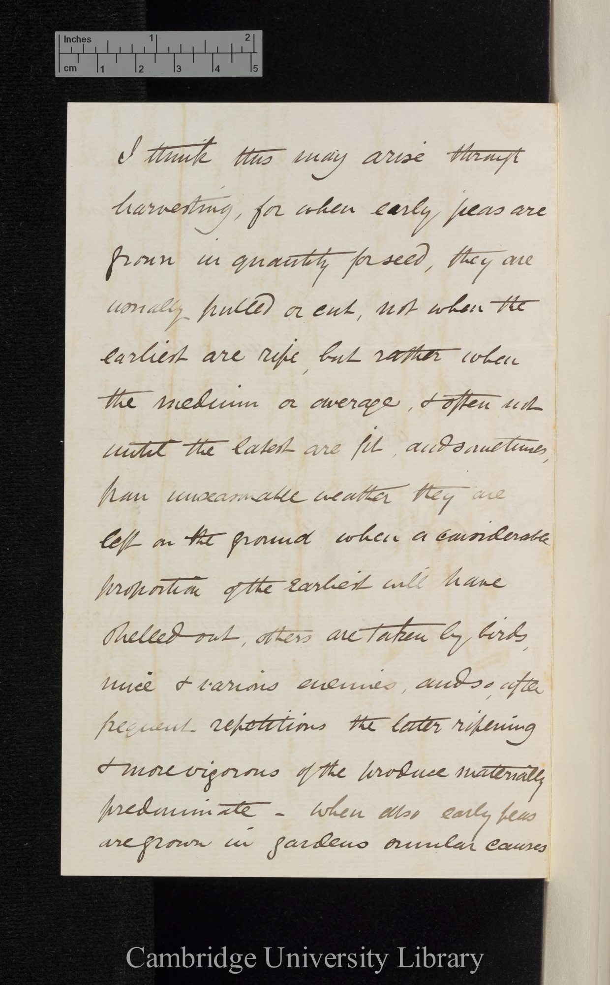 Thomas Laxton to Charles Robert Darwin