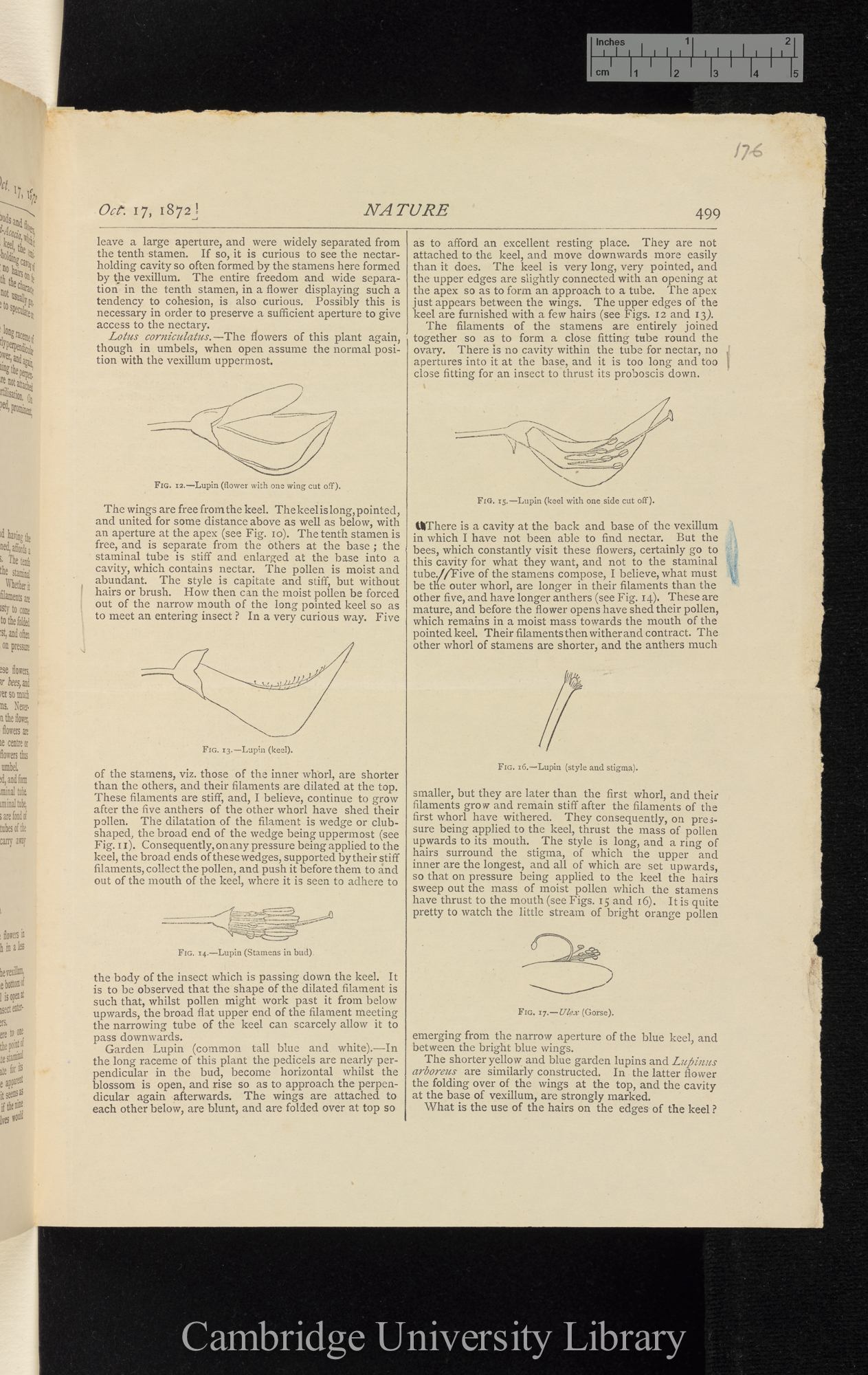 On the fertilisation of a few common papilionaceous flowers &#39;Nature&#39; 6: 499