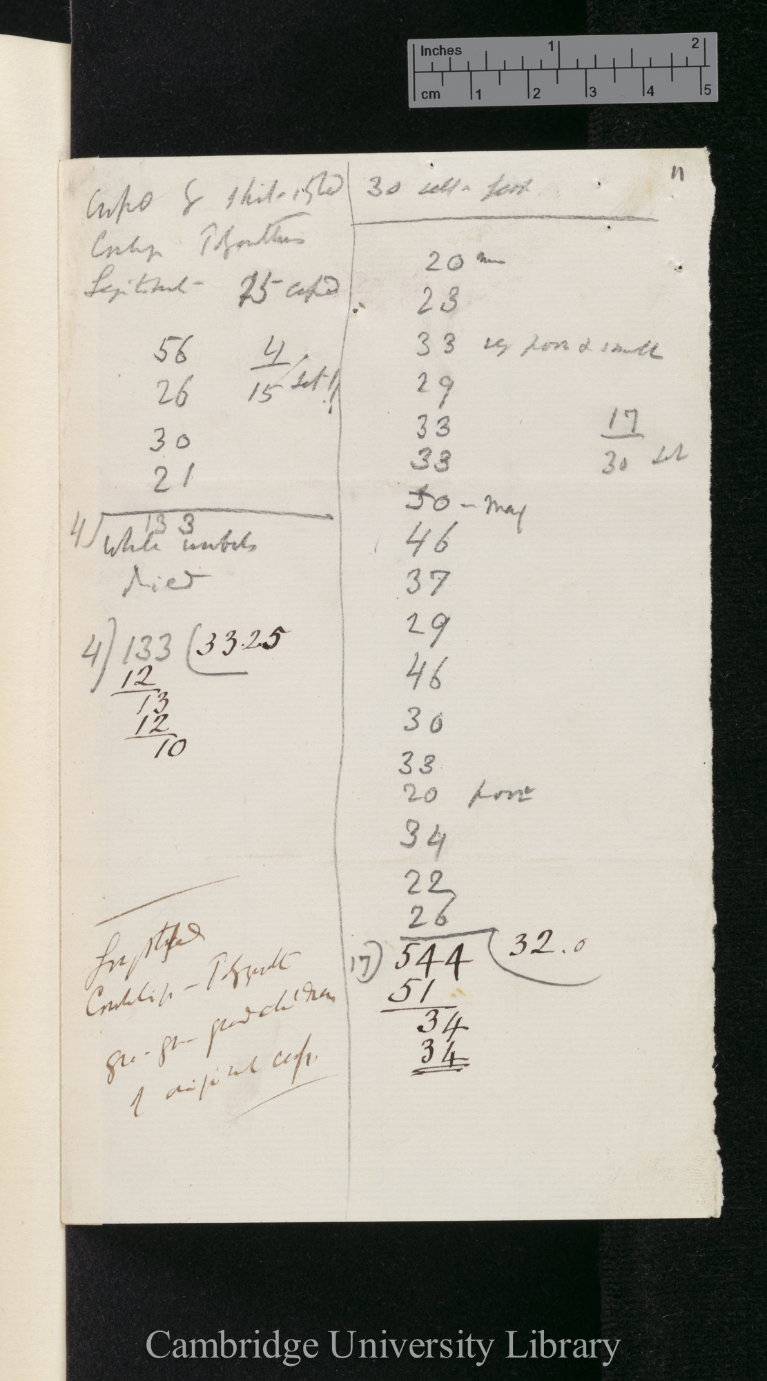 Cowslip Polyanthus [measurements and calculations]