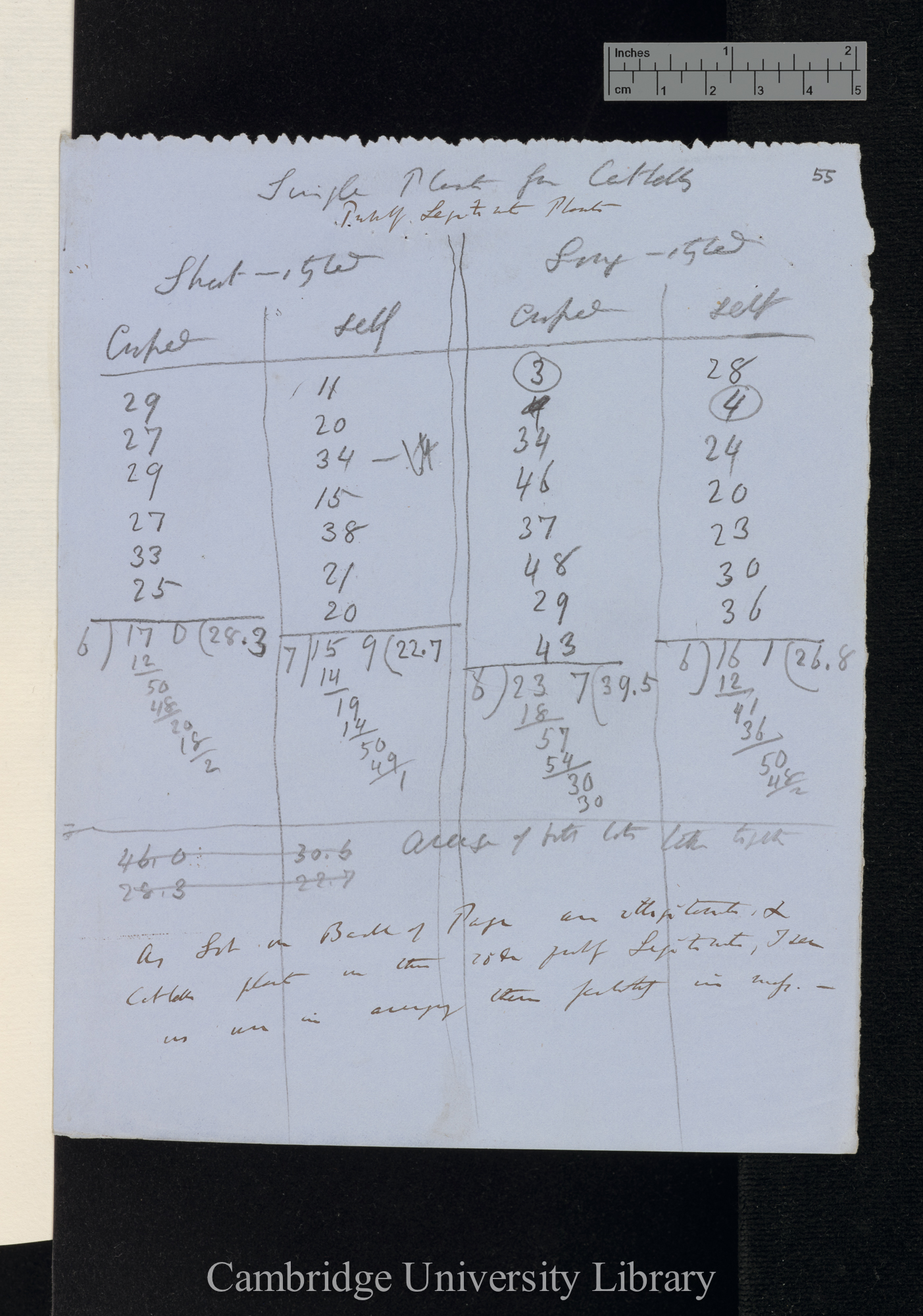 Primula sinensis / Long-styled / Short-styled (tables and notes)