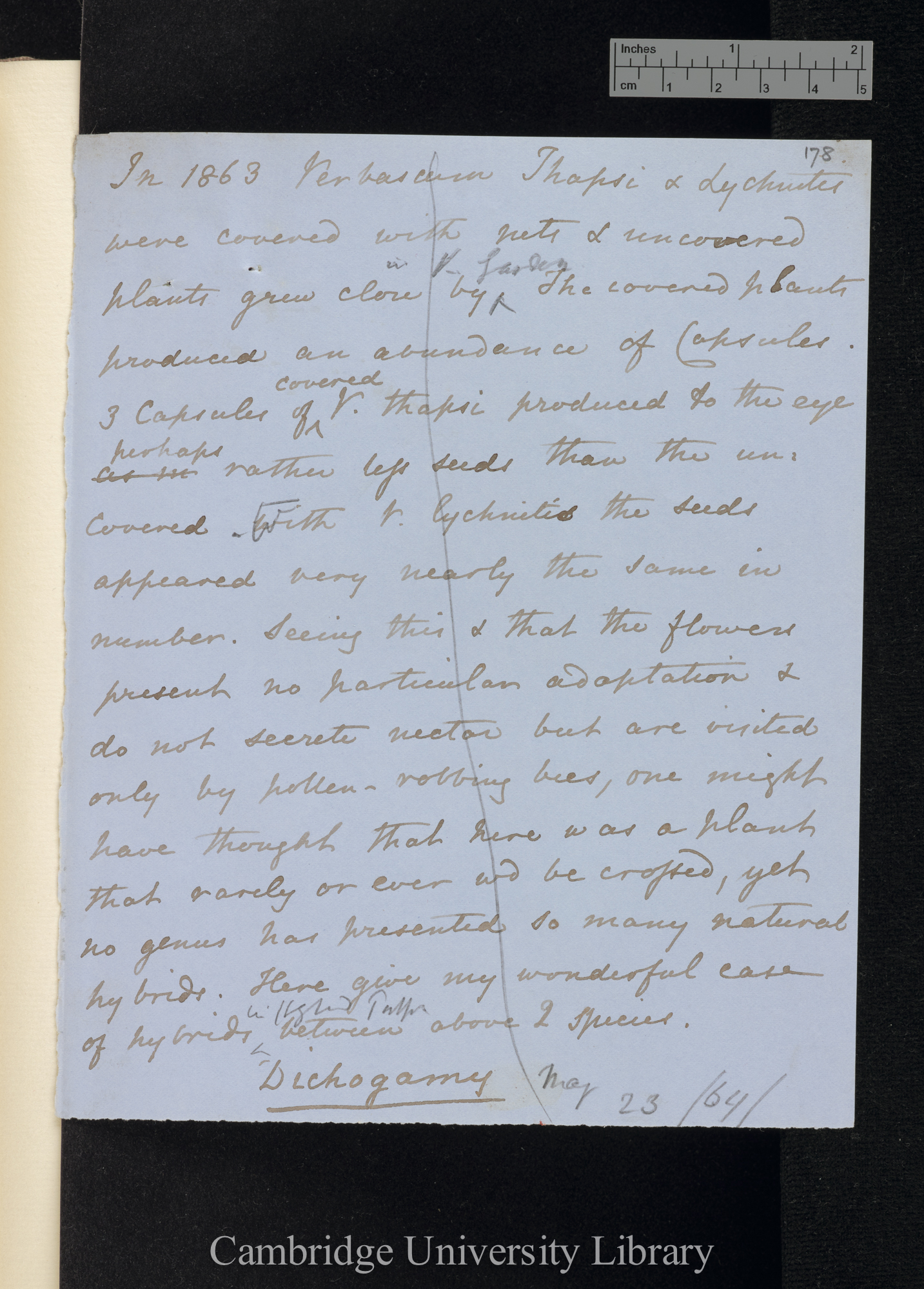 In 1863 Verbascum Thapsi &amp; Lychnitis were covered with nets &amp; uncovered plants grew close by in K[itchen] Garden