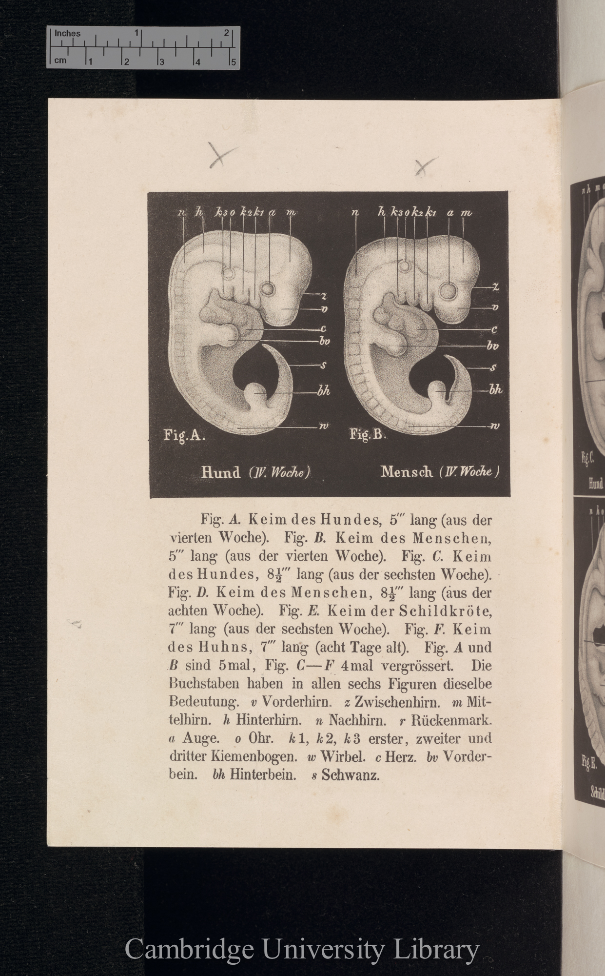 Haeckel, Ernst. Foetal resemblances (plate) from &#39;Anthropogenie&#39; &#39;publ?&#39;: plate | pp?