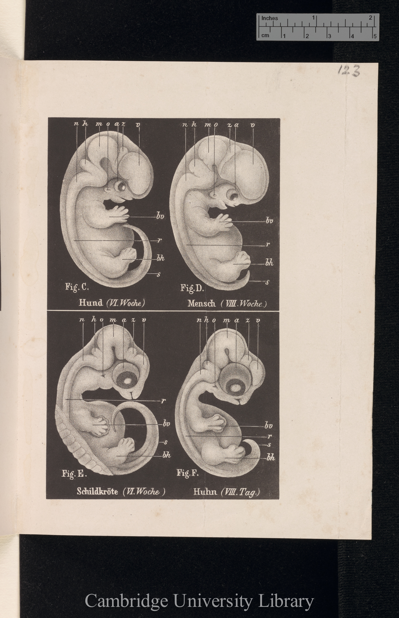 Haeckel, Ernst. Foetal resemblances (plate) from &#39;Anthropogenie&#39; &#39;publ?&#39;: plate | pp?