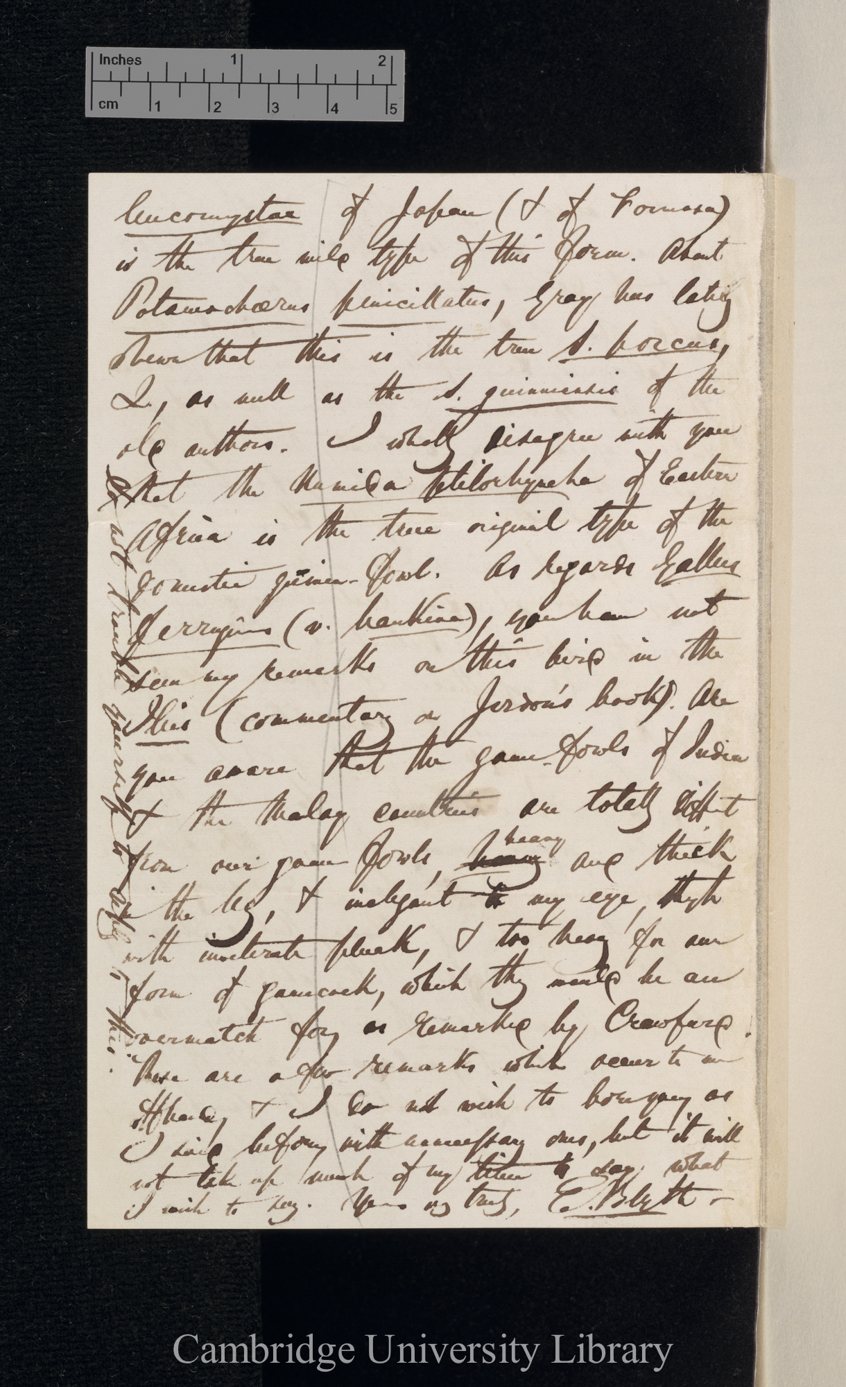 Edward Blyth to Charles Robert Darwin