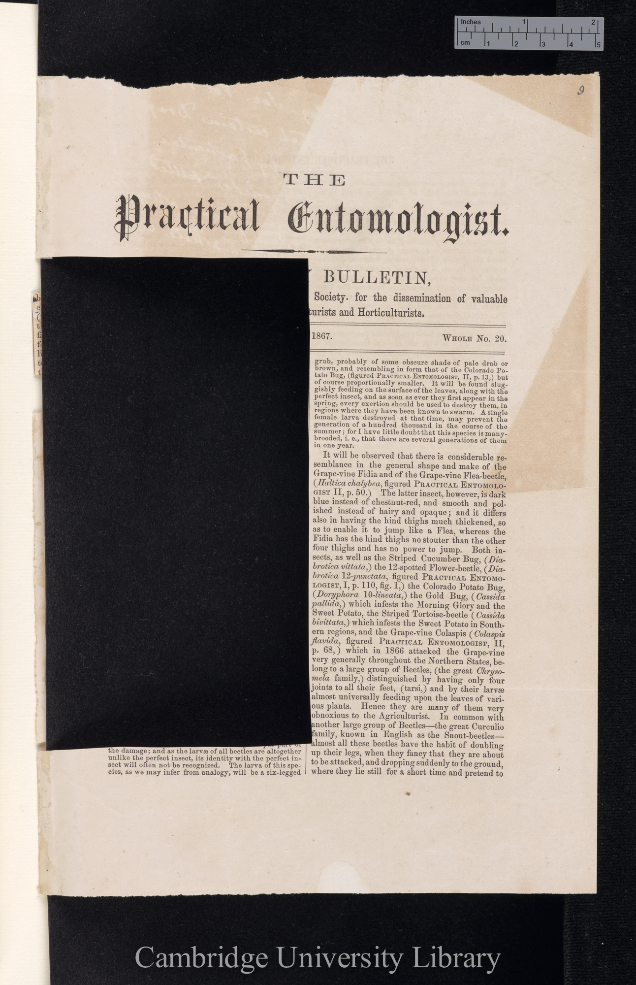 W[alsh], B[enjamin] D[ann]. The grape-vine Fidia &#39;Practical Entomologist&#39; 2: 87 [partial]