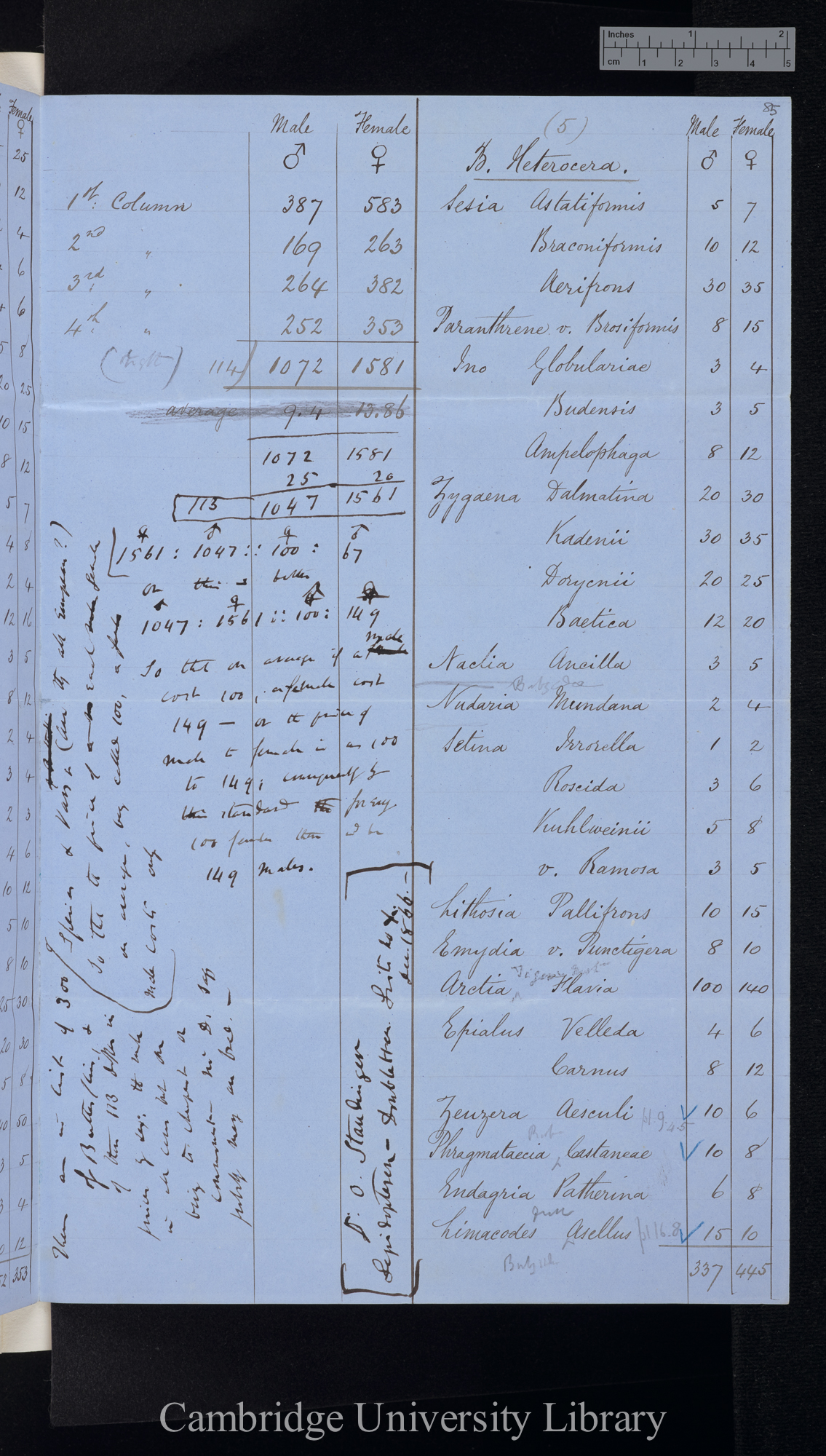 Rhopalocera / Heterocera [numbers of males and females, table]